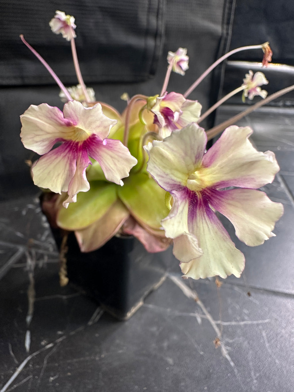 Pinguicula 'Razzberry Blonde'