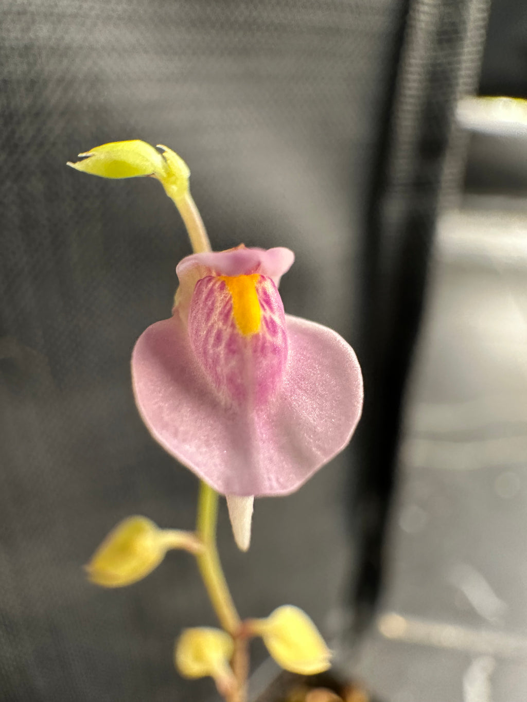 Utricularia calycifida
