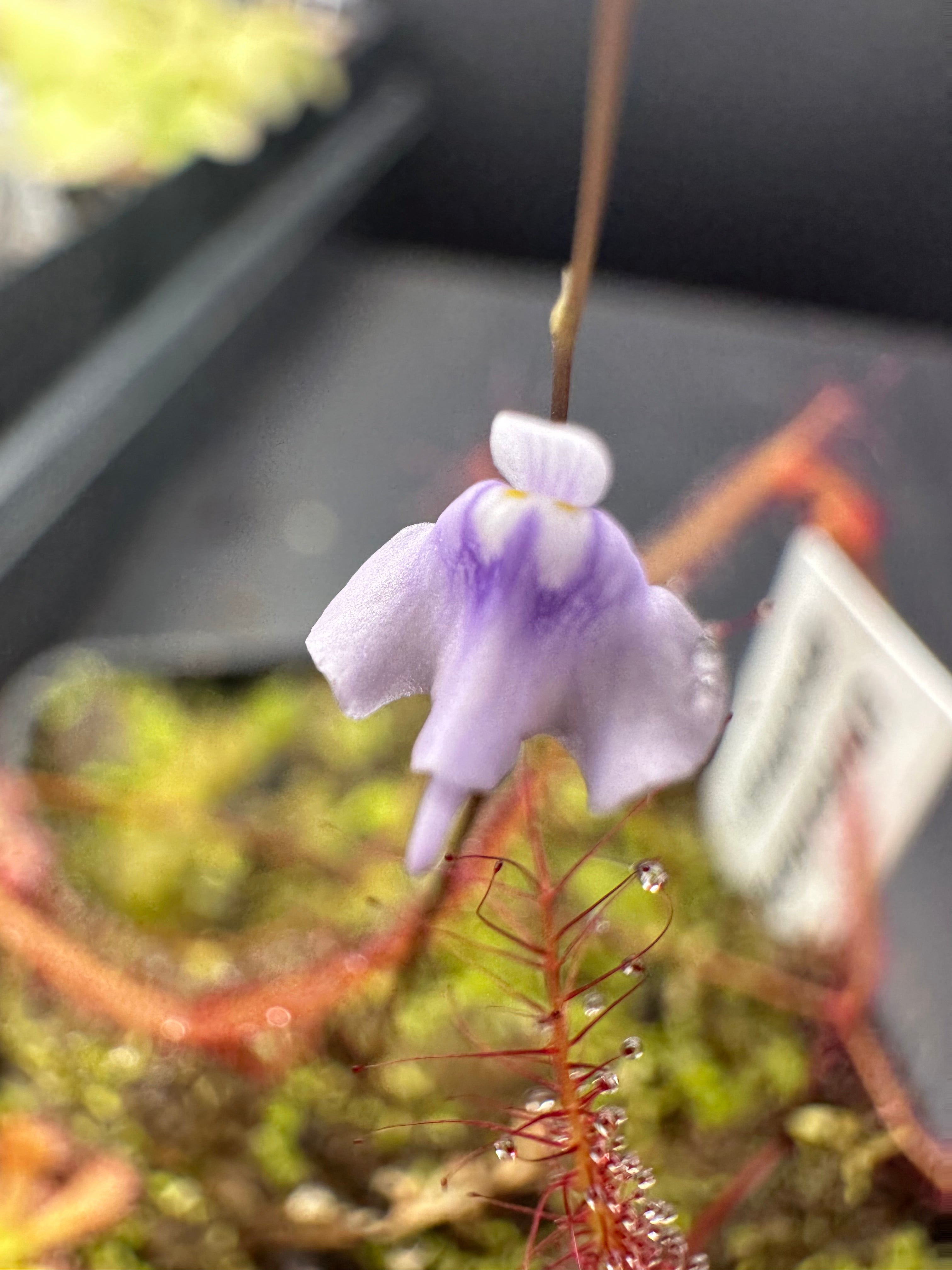Utricularia geoffrayi