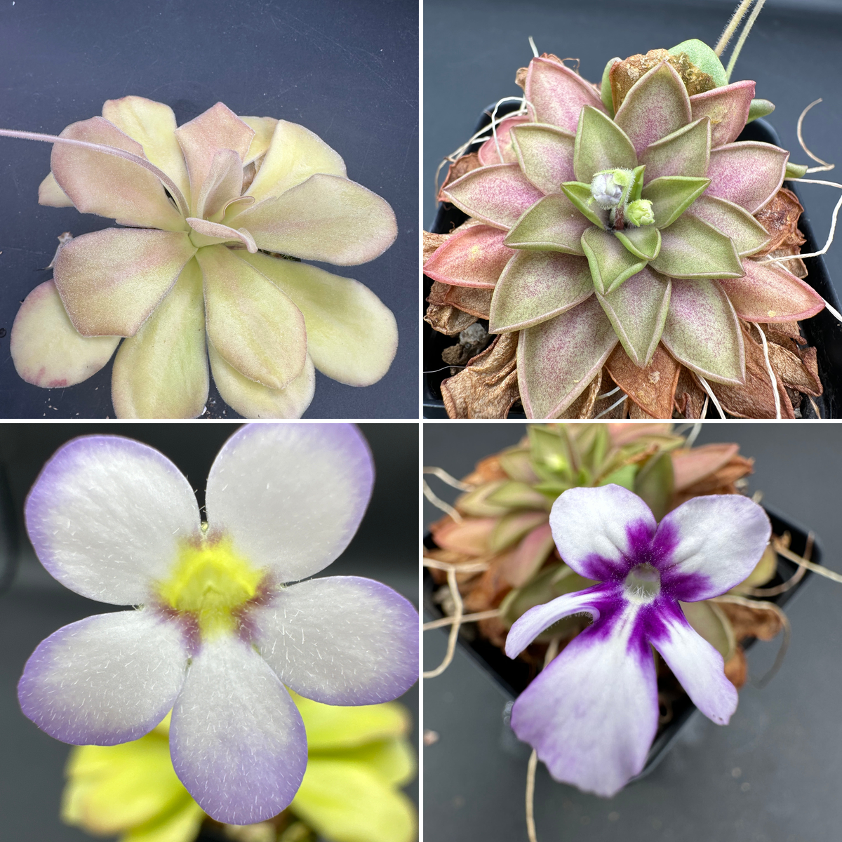 Pinguicula agnata “El Lobo” x “ANPA C” seeds