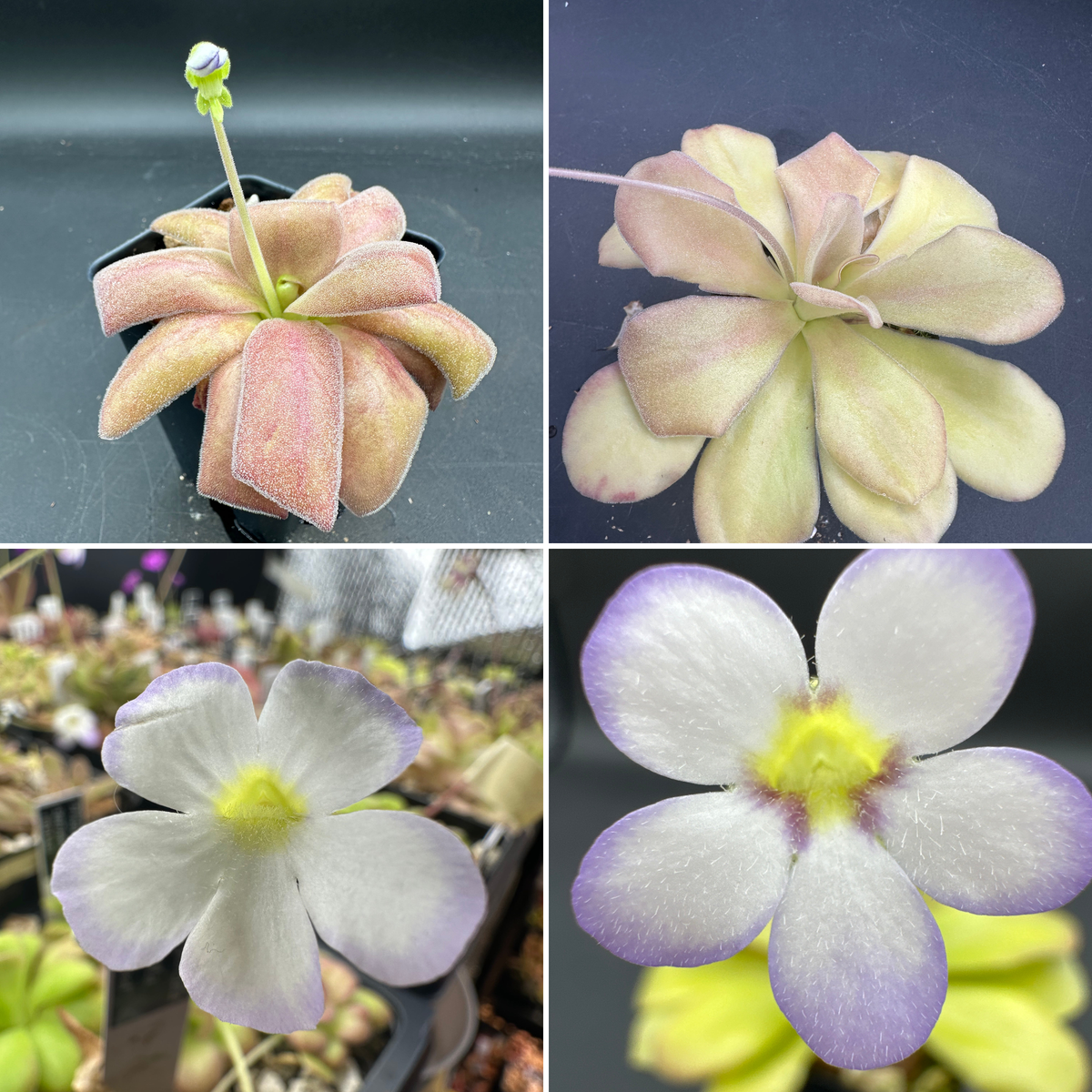 Pinguicula agnata "red leaf" x "El Lobo" seeds