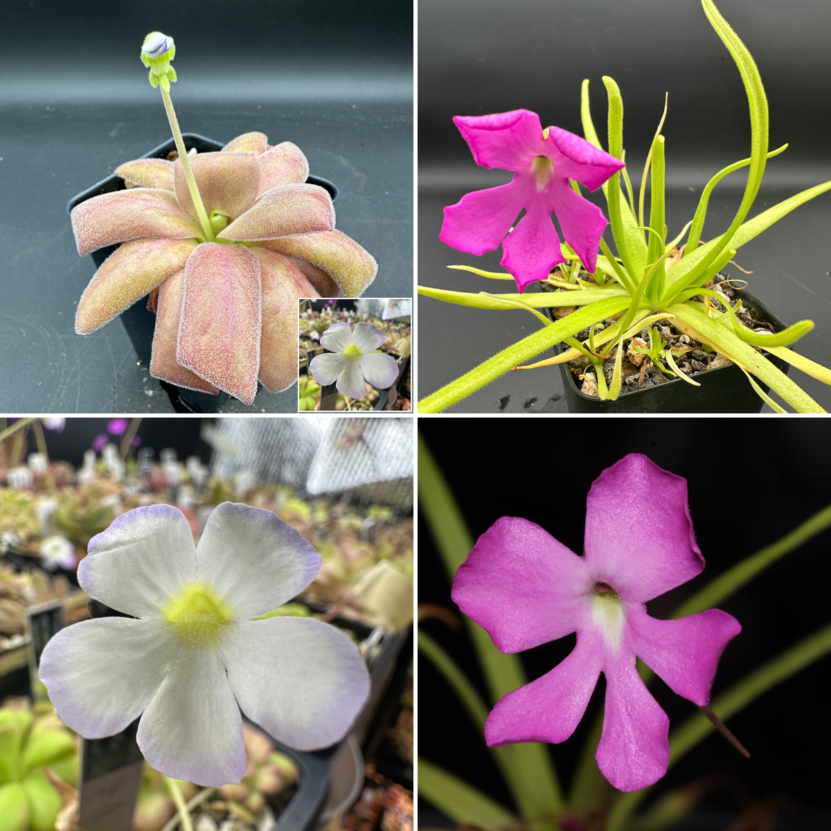 Pinguicula agnata "red leaf" x moctezumae seeds