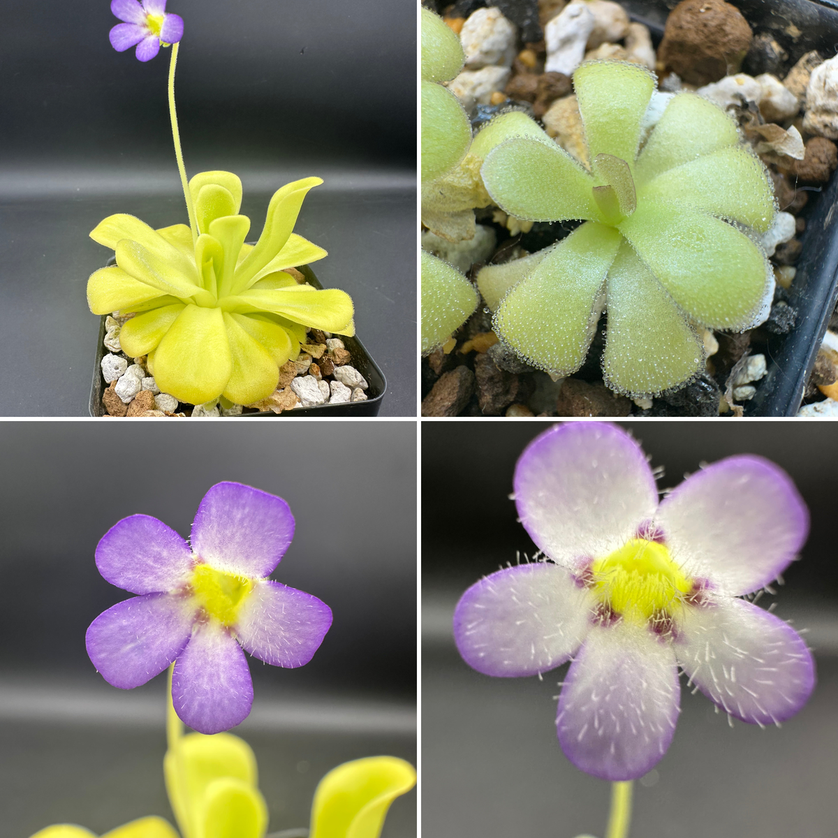 Pinguicula agnata ["True Blue" x (Mesa Leon)] 25 seeds