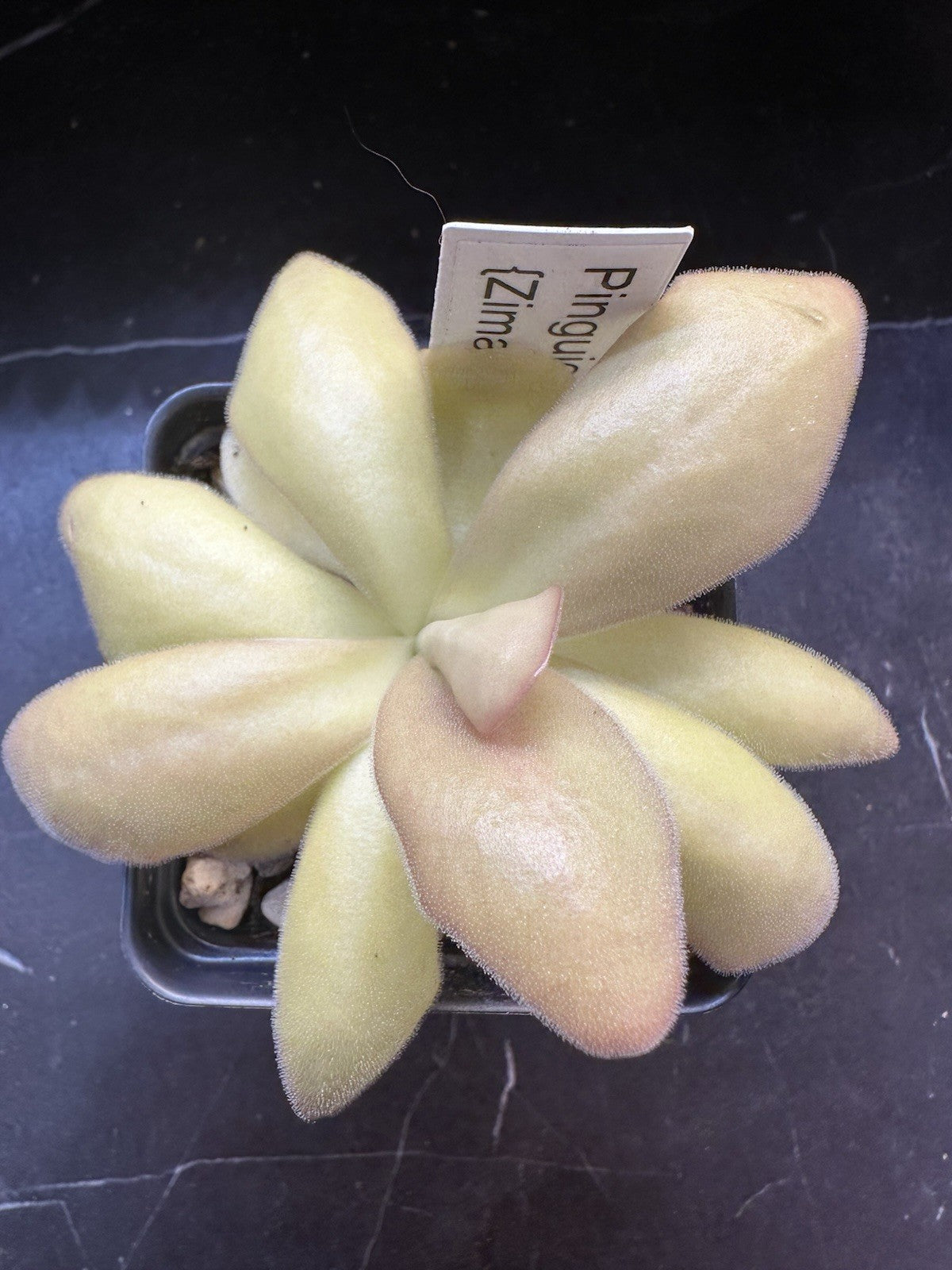 Pinguicula agnata (Zimapán, México)