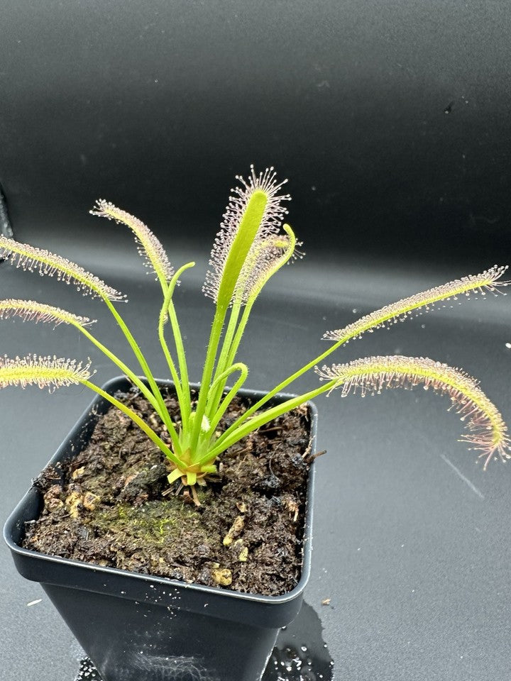 Drosera Capensis 'Albino' seeds 100+