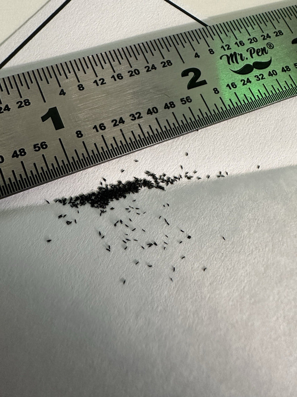 Drosera capensis "Big Pink" seeds 50+