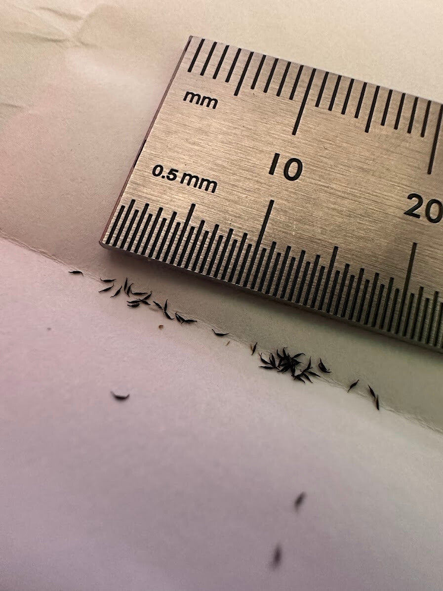 Picture of black drosera aliciae seeds on white paper next to a silver ruler to show their size.