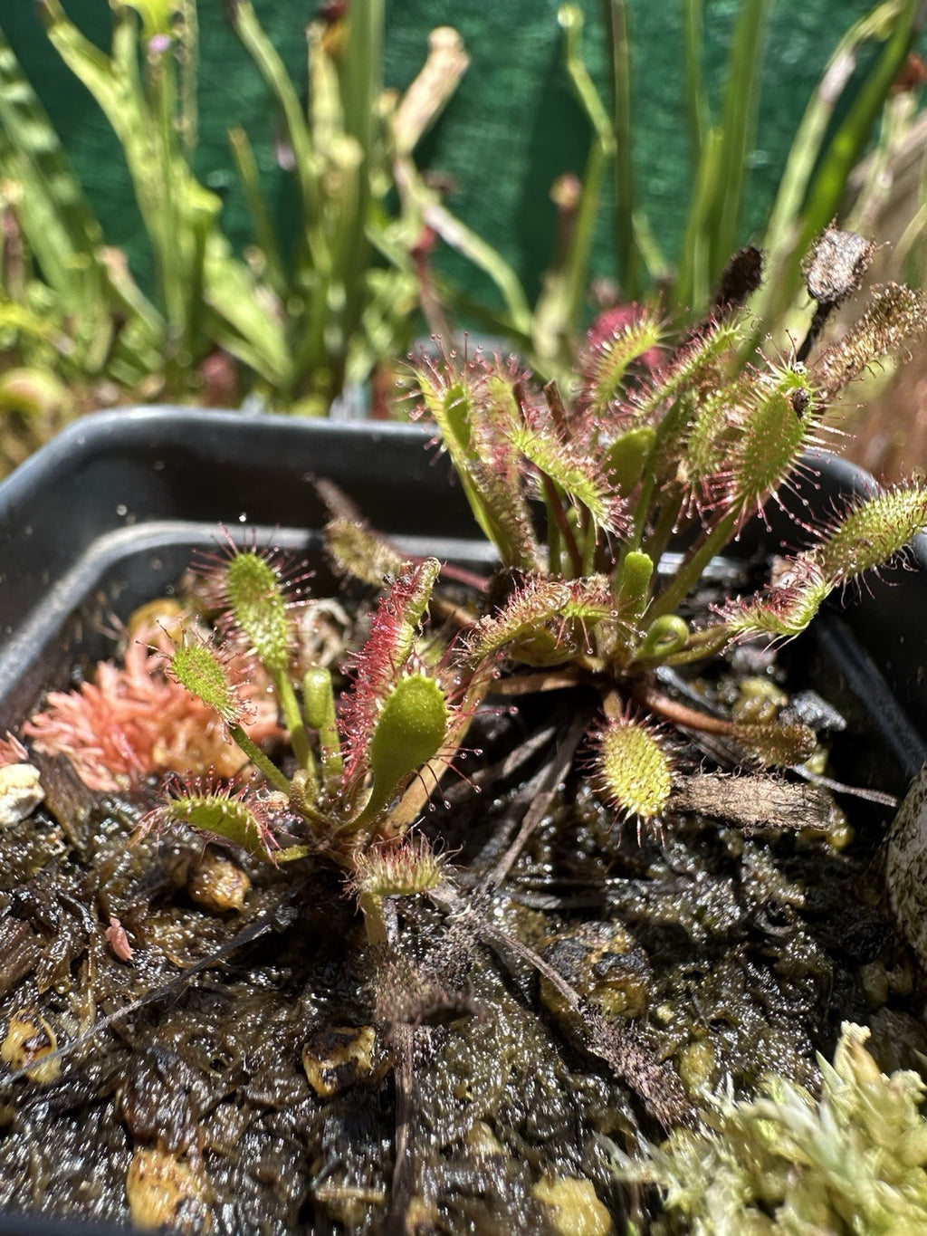 Drosera anglica (Juneau, AK, USA) seeds