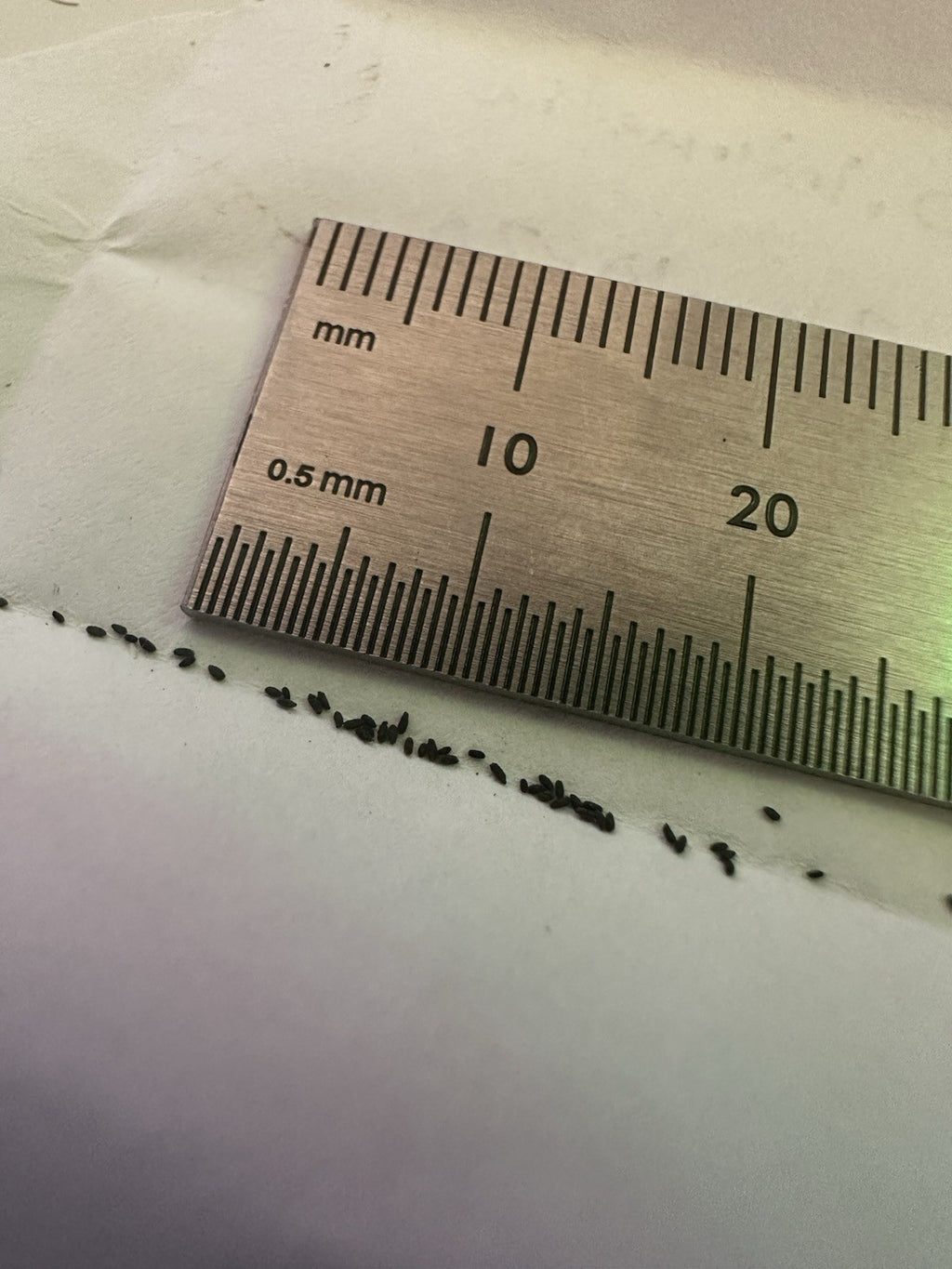 Drosera anglica (Juneau, AK, USA) seeds