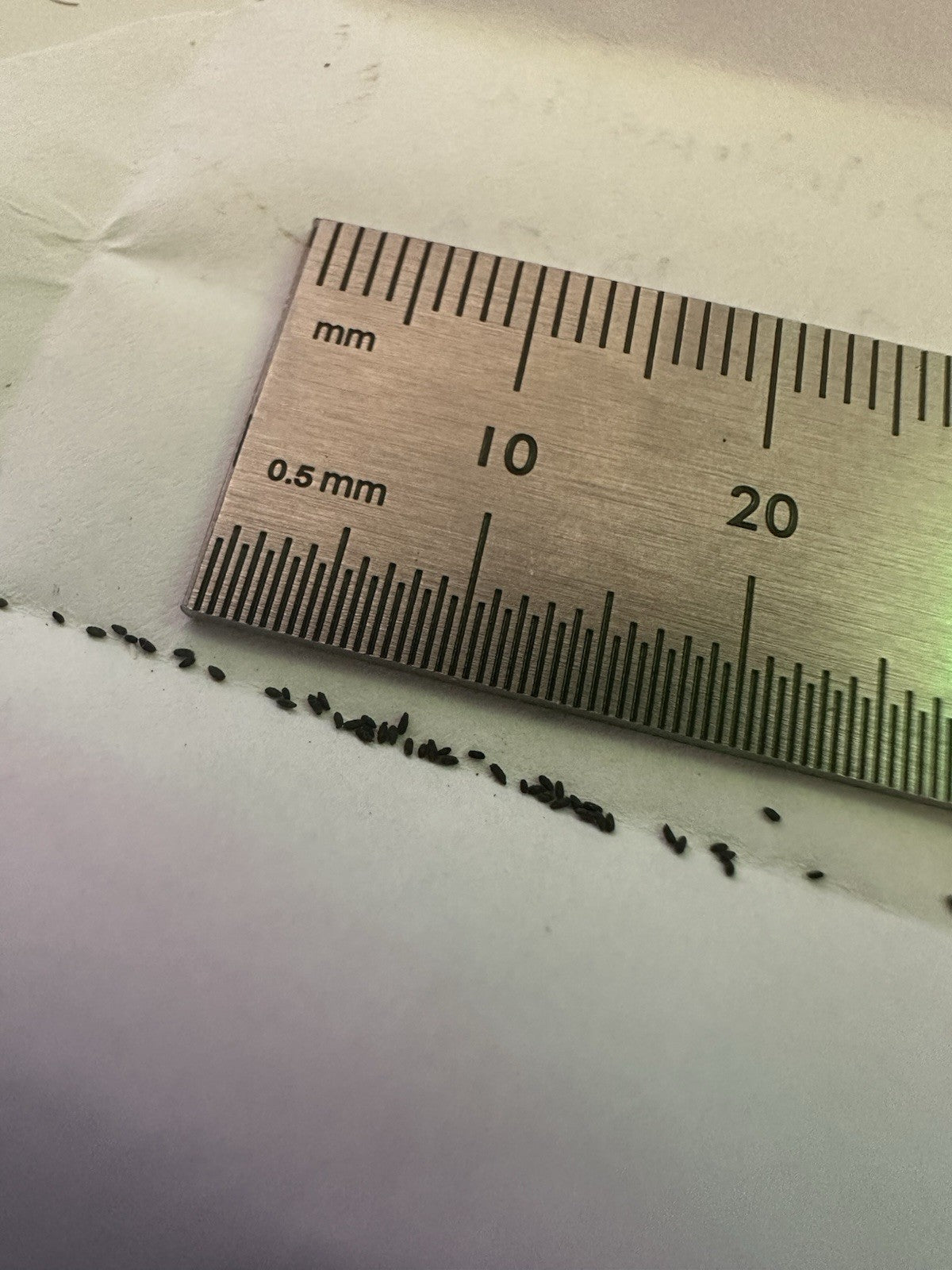 Drosera anglica (Juneau, AK, USA) seeds