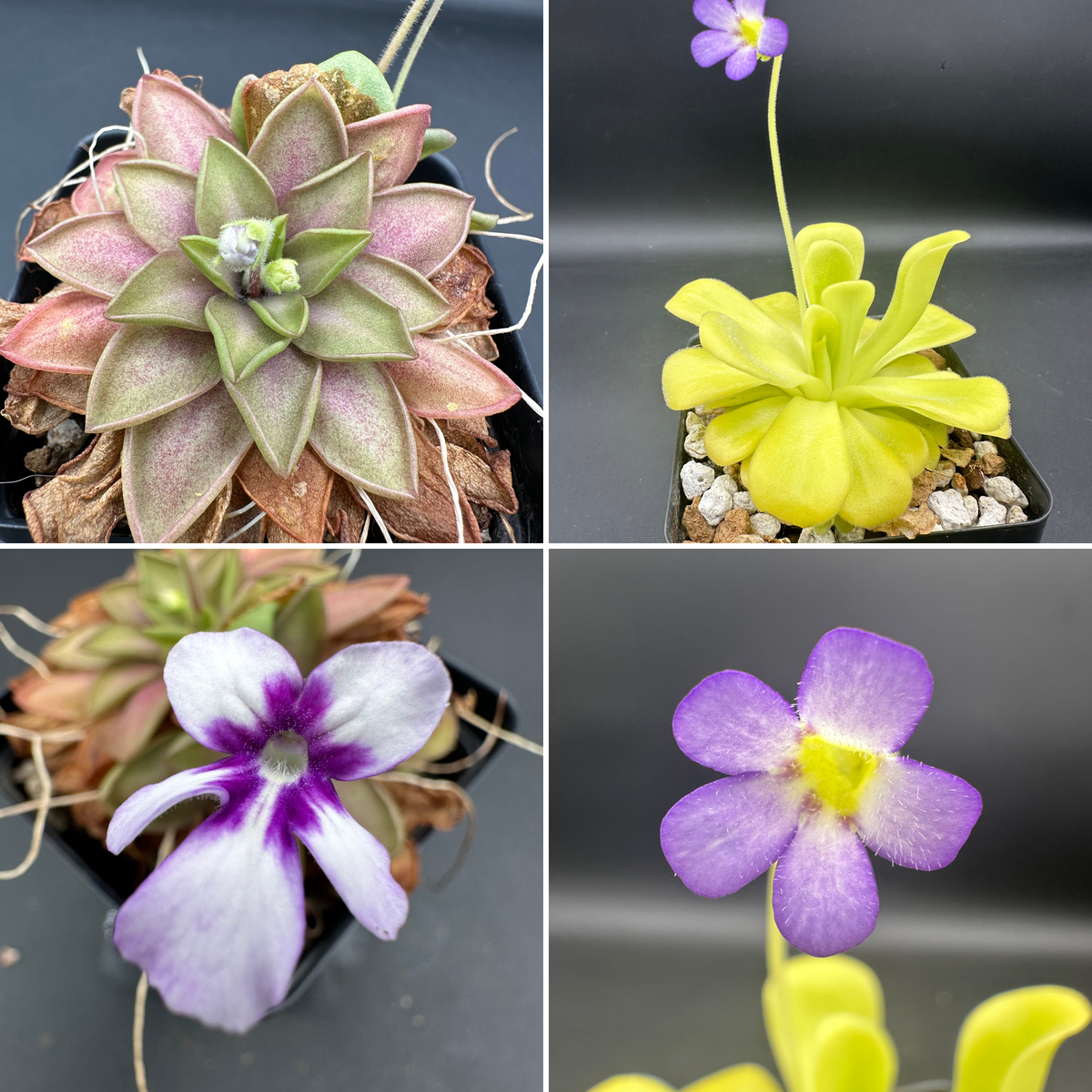 Pinguicula agnata “ANPA C” x agnata “true blue” seeds