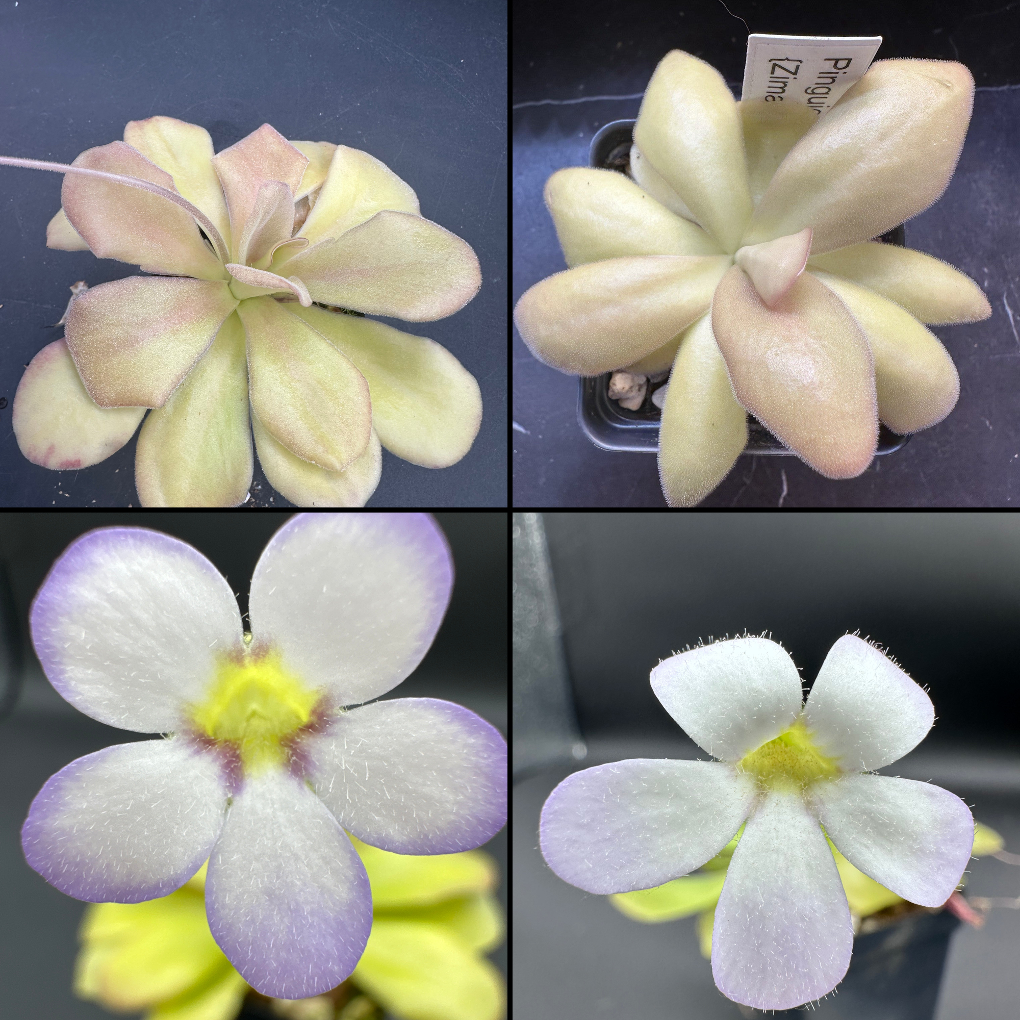 Pinguicula agnata ["El Lobo" x (Zimapan, MEX)] seeds