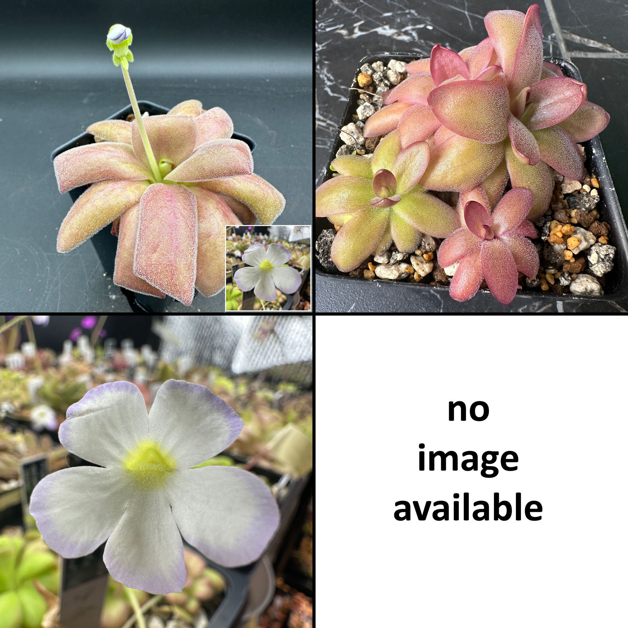 Pinguicula agnata "red leaf" x moranensis "rosei" seeds