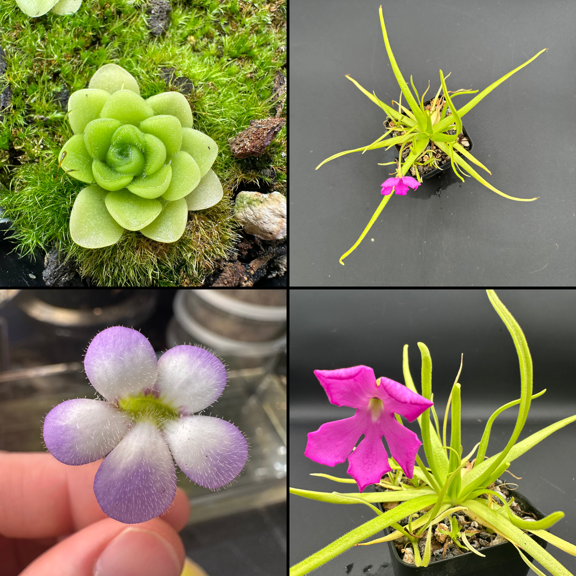 Pinguicula pilosa x moctezumae seeds