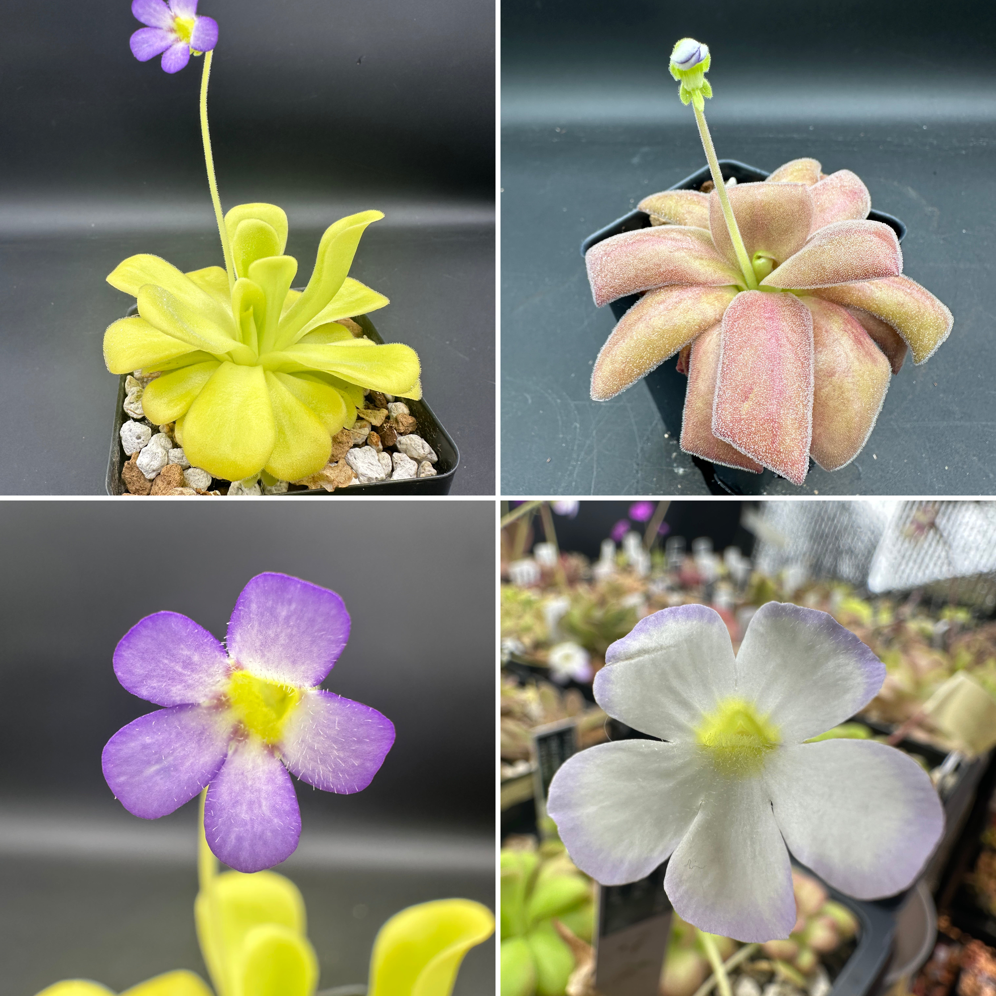 Pinguicula agnata "true blue" x "red leaf" seeds