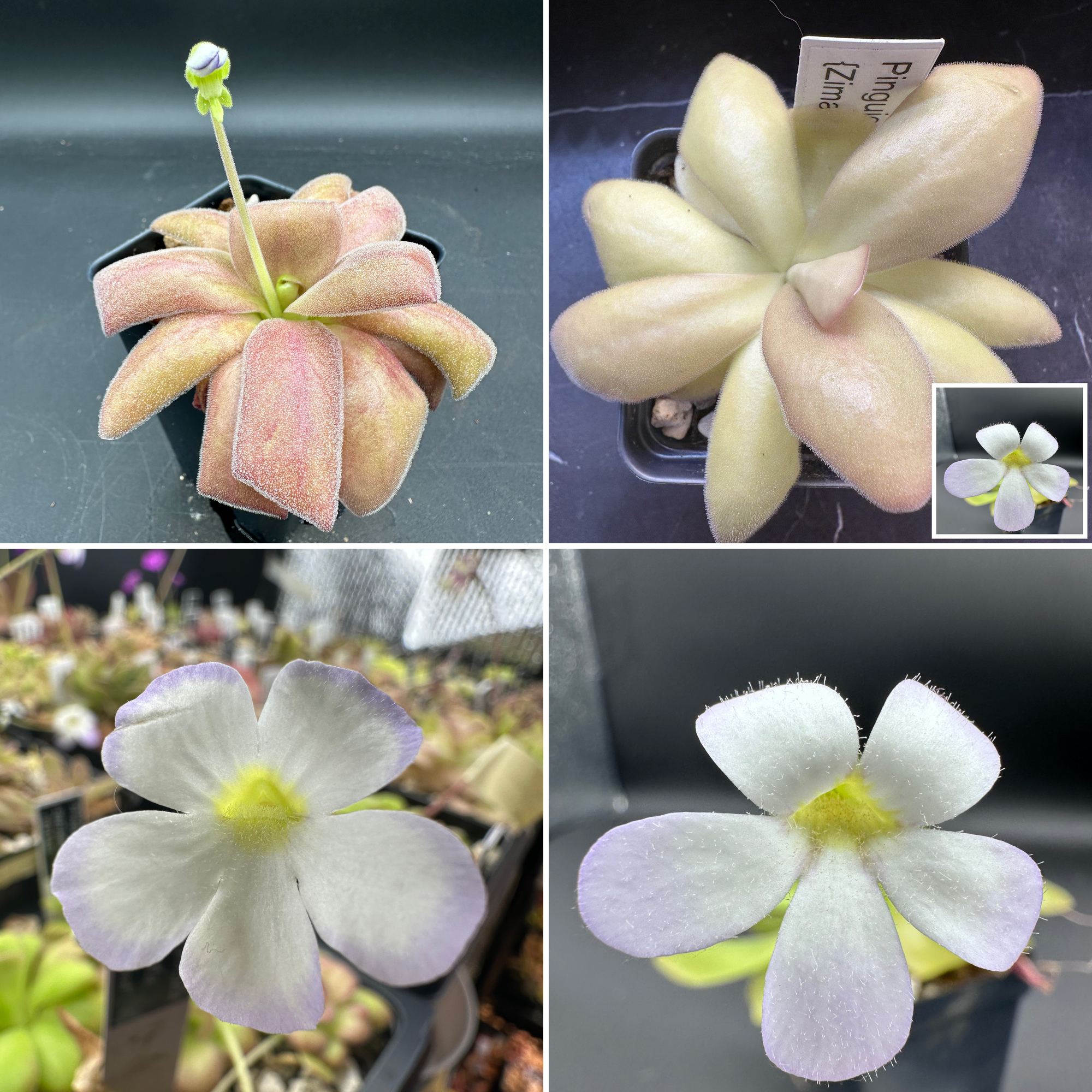 Pinguicula agnata "red leaf" x (Zimapan, MEX) seeds