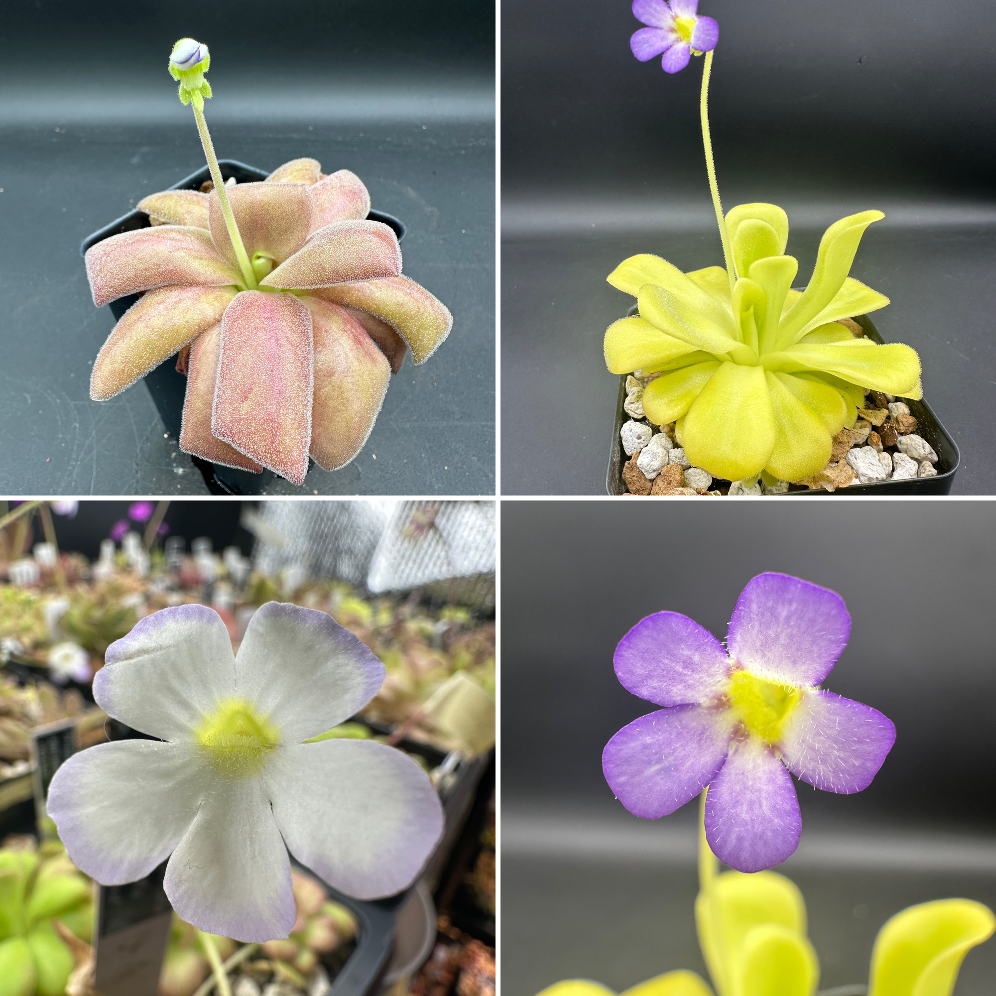 Pinguicula agnata "red leaf" x "true blue" seeds