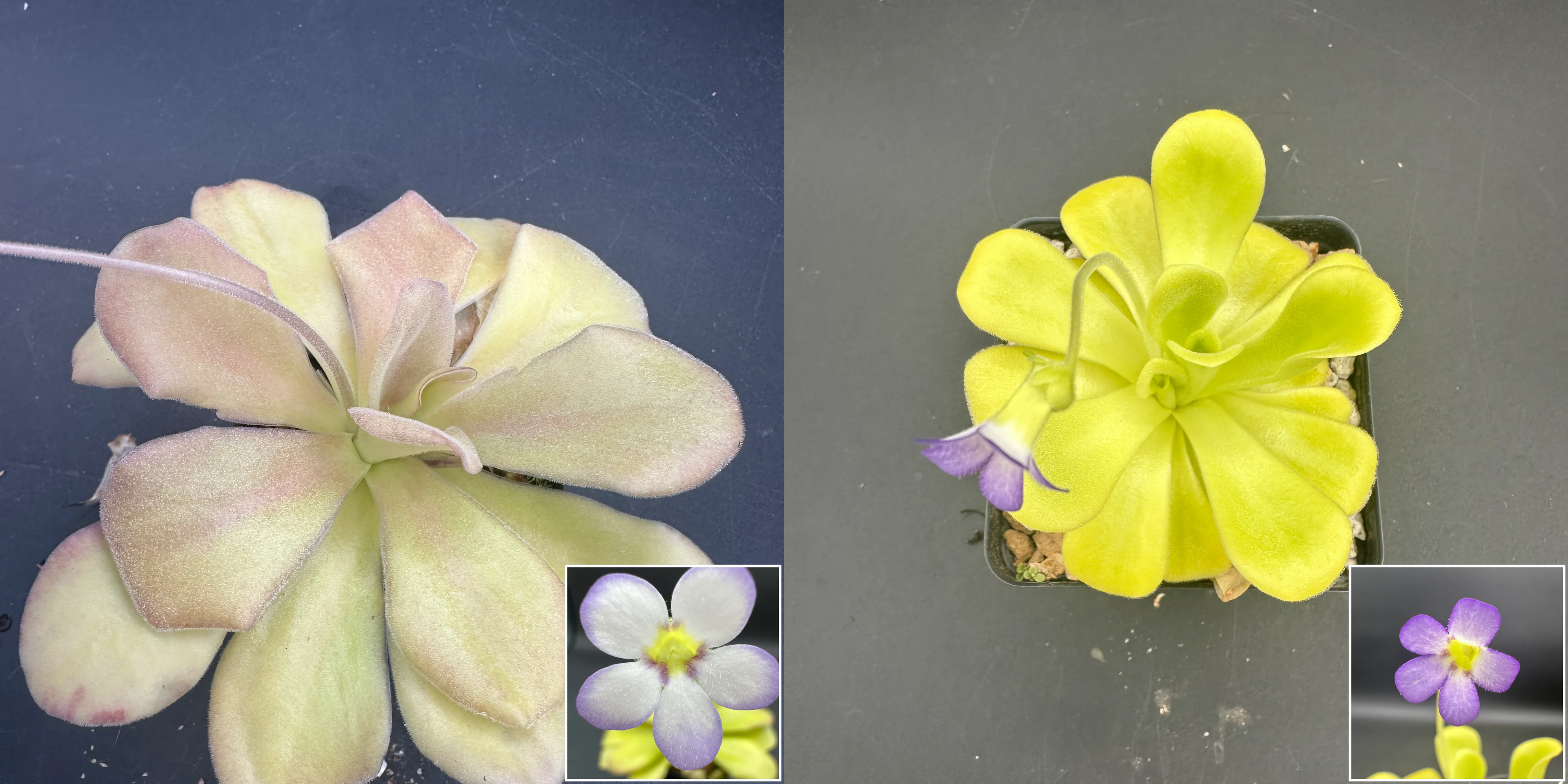 Pinguicula agnata ("El Lobo" x "True Blue") seeds