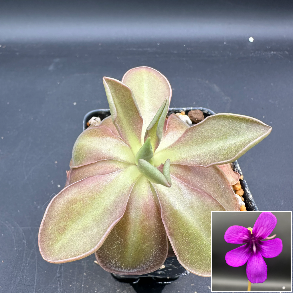 Pinguicula “Wesley’s Spectacular”