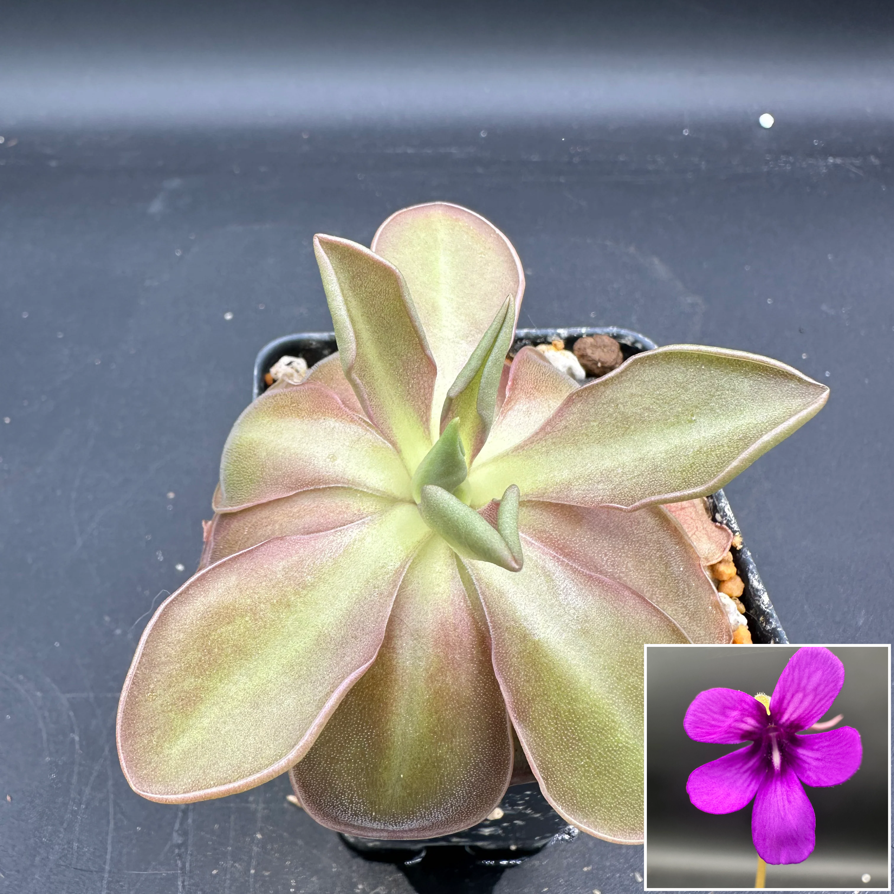 Pinguicula “Wesley’s Spectacular”