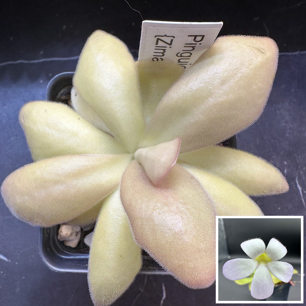Pinguicula agnata (Zimapán, México)