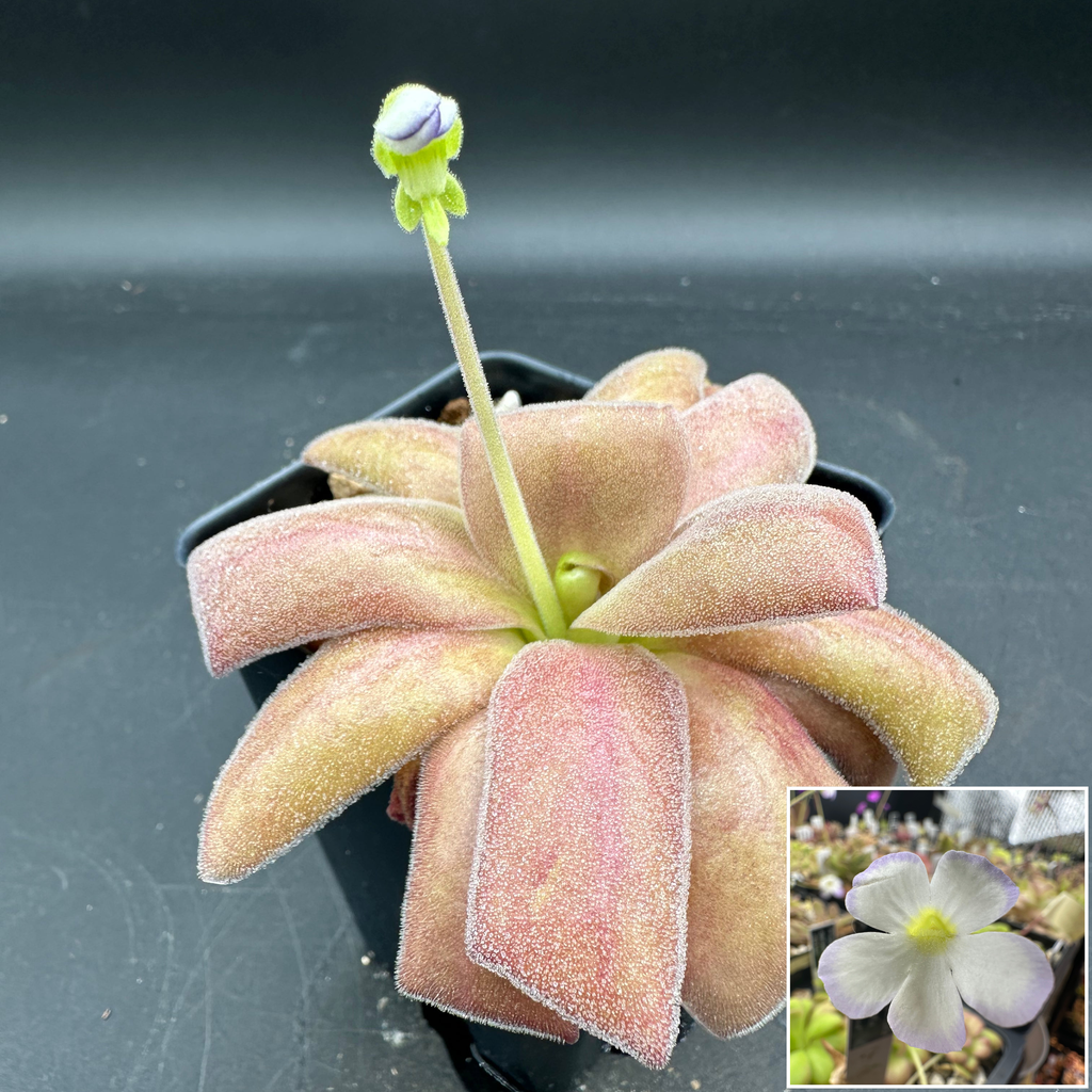 Pinguicula agnata "Red Leaf"