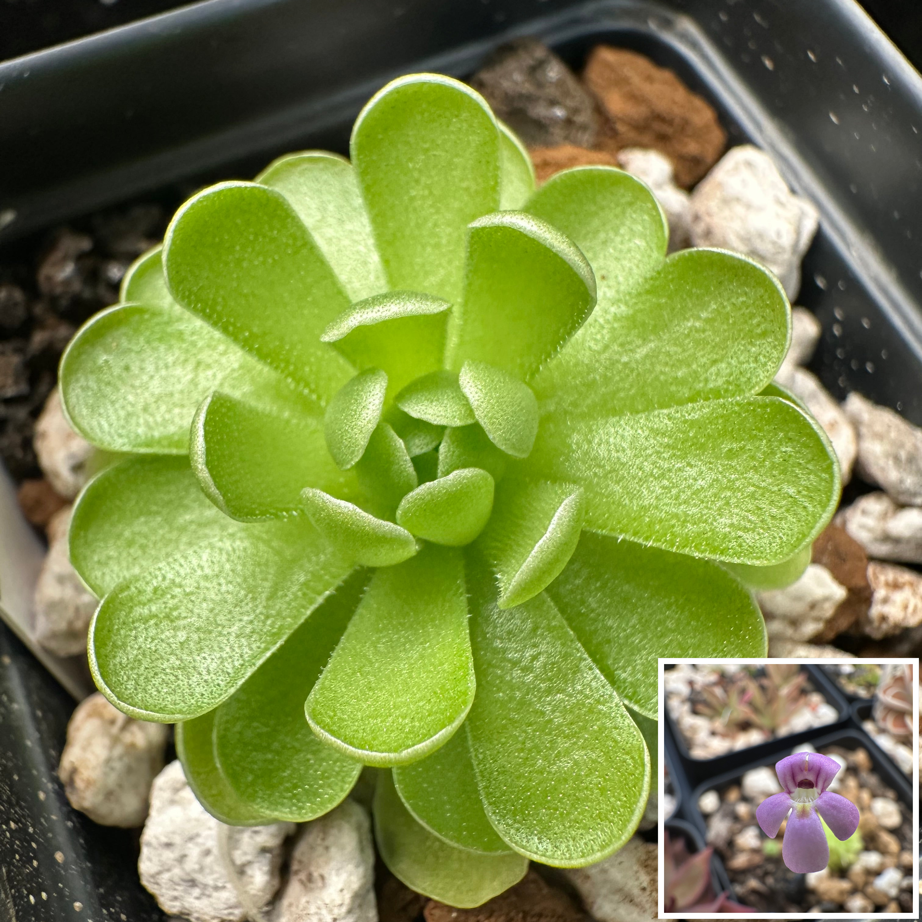Pinguicula esseriana