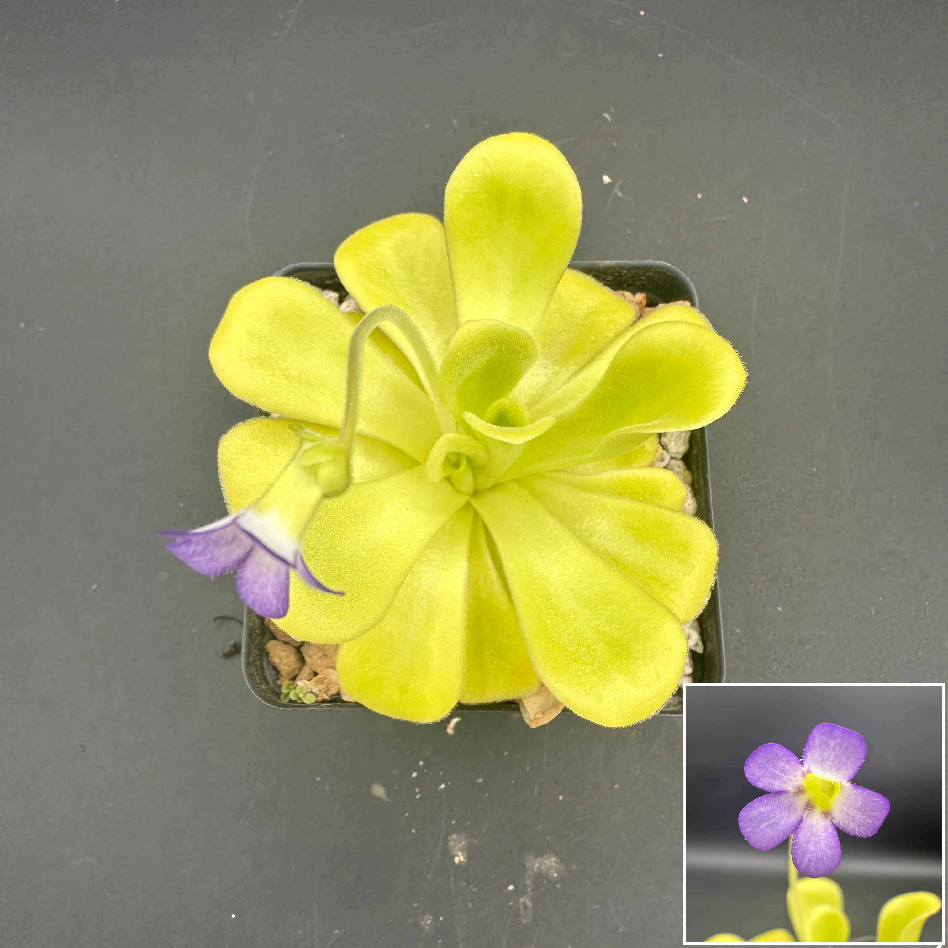Pinguicula agnata "true blue"
