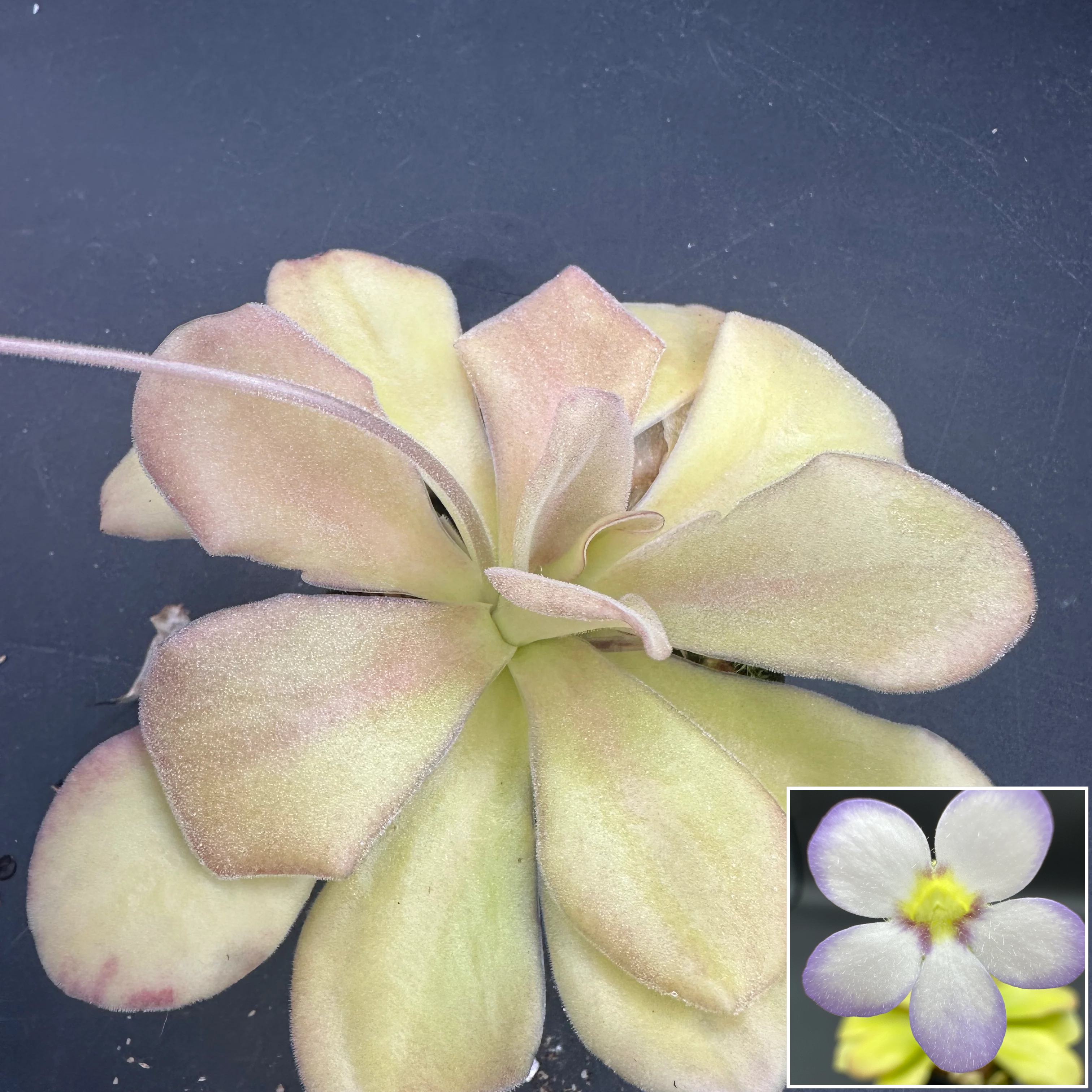Pinguicula agnata "El Lobo"