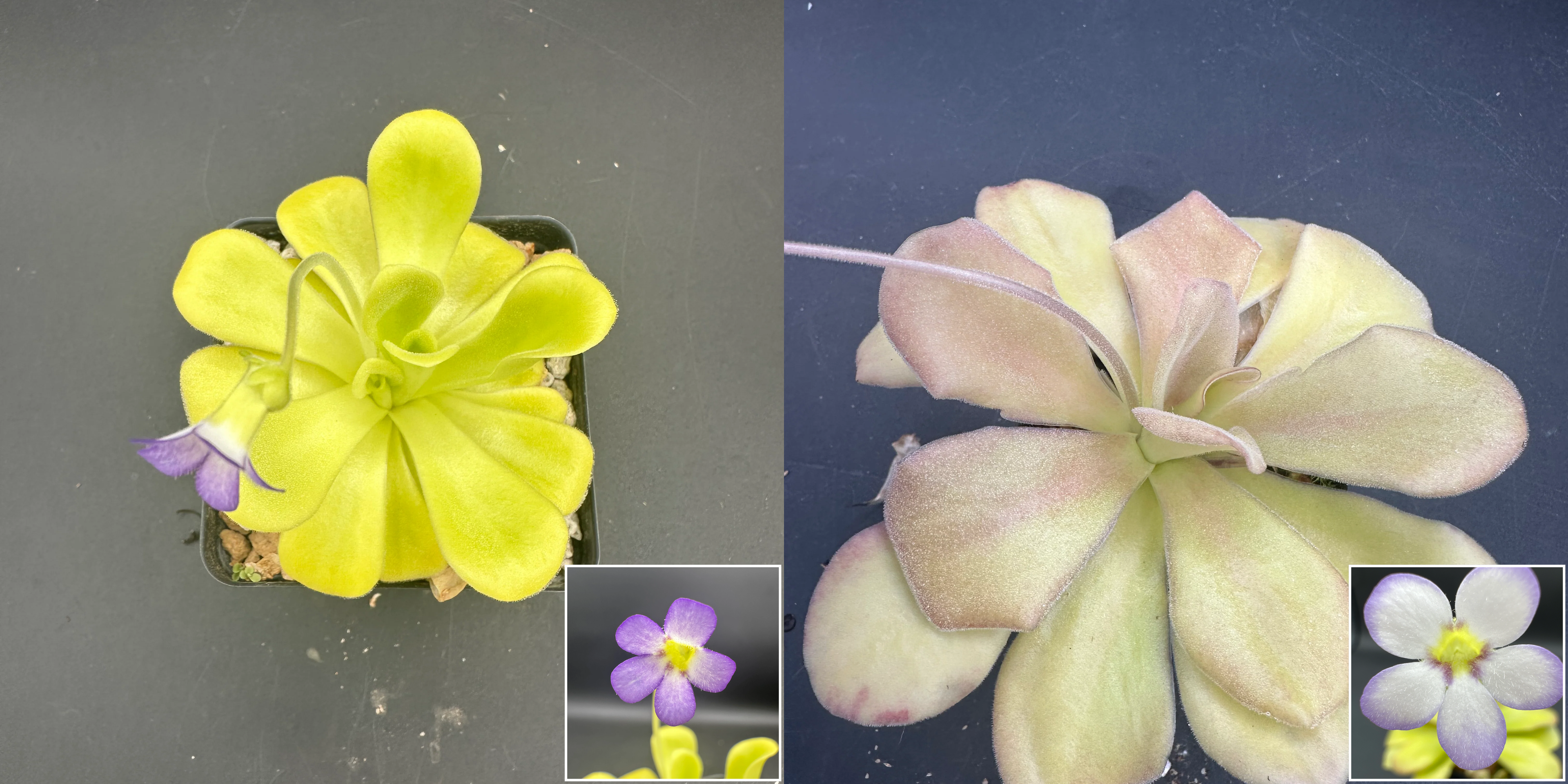 Pinguicula agnata ("True Blue" x "El Lobo") seeds