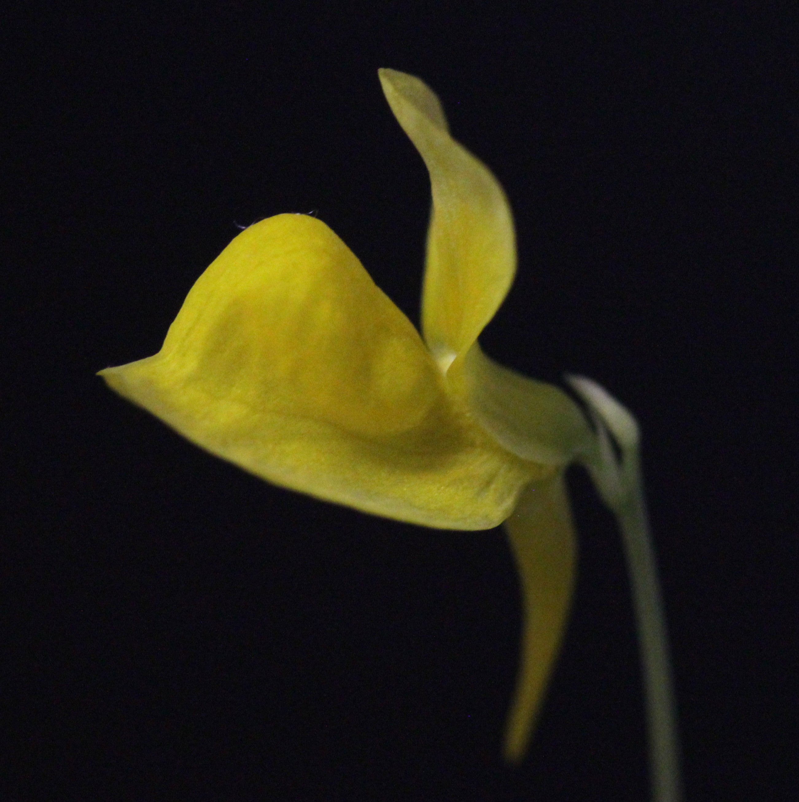 Utricularia cornuta (Baldwin Co., AL, USA)