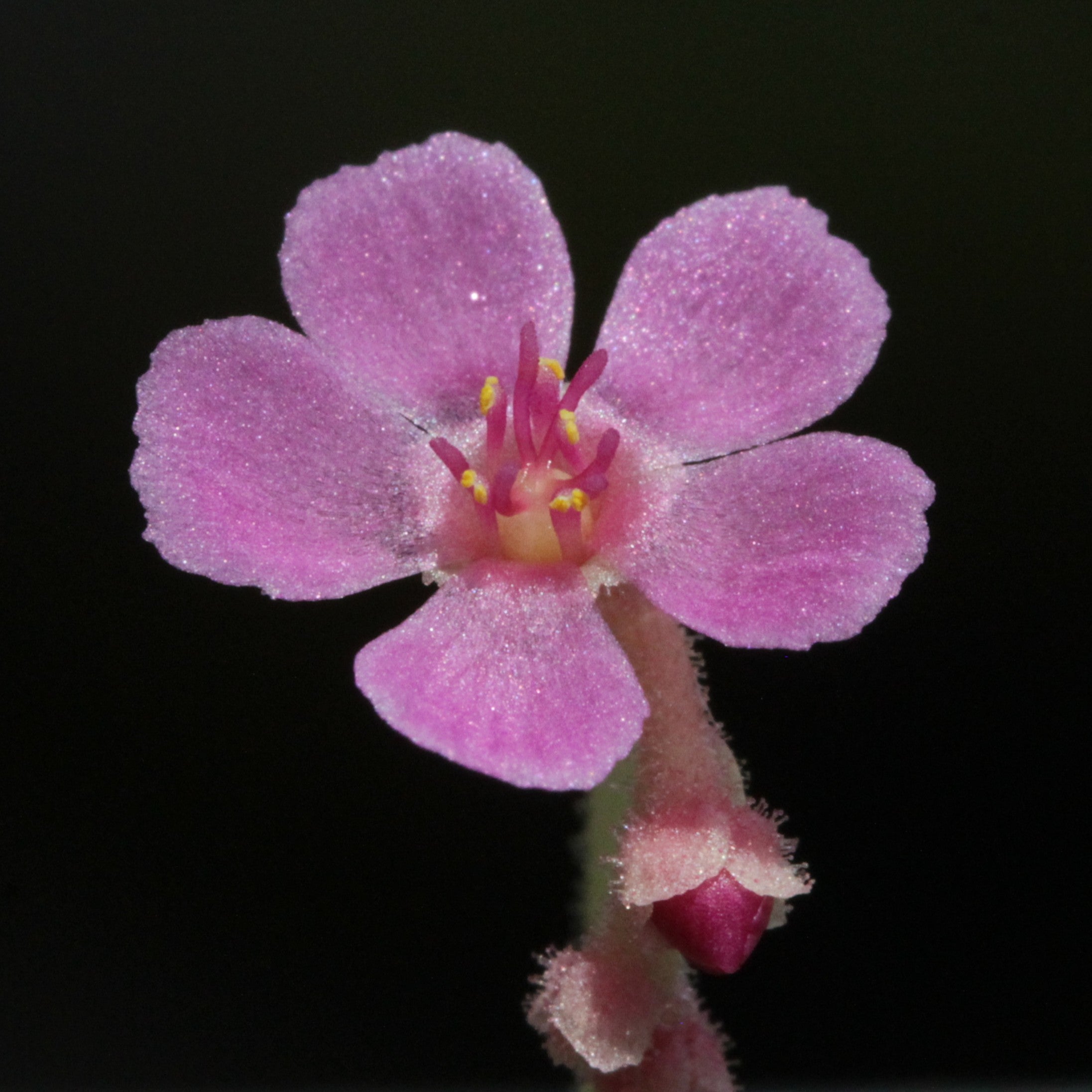 Drosera collinsiae seeds