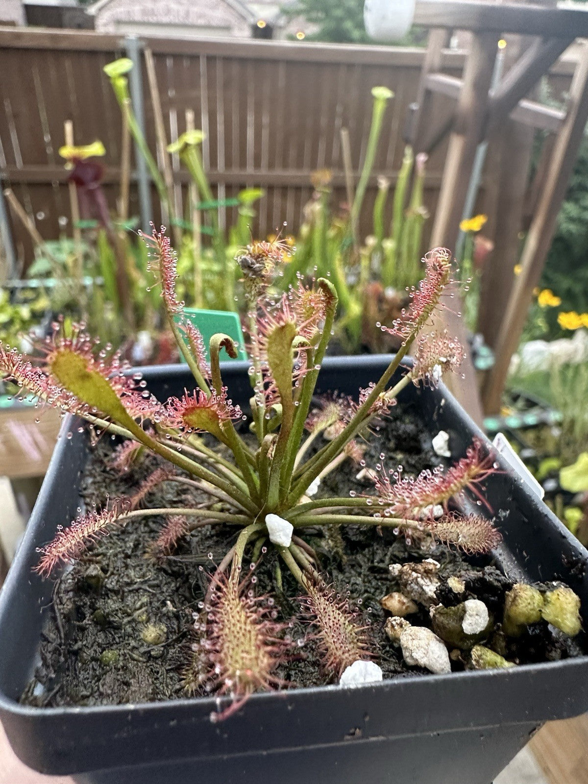Drosera intermedia seeds