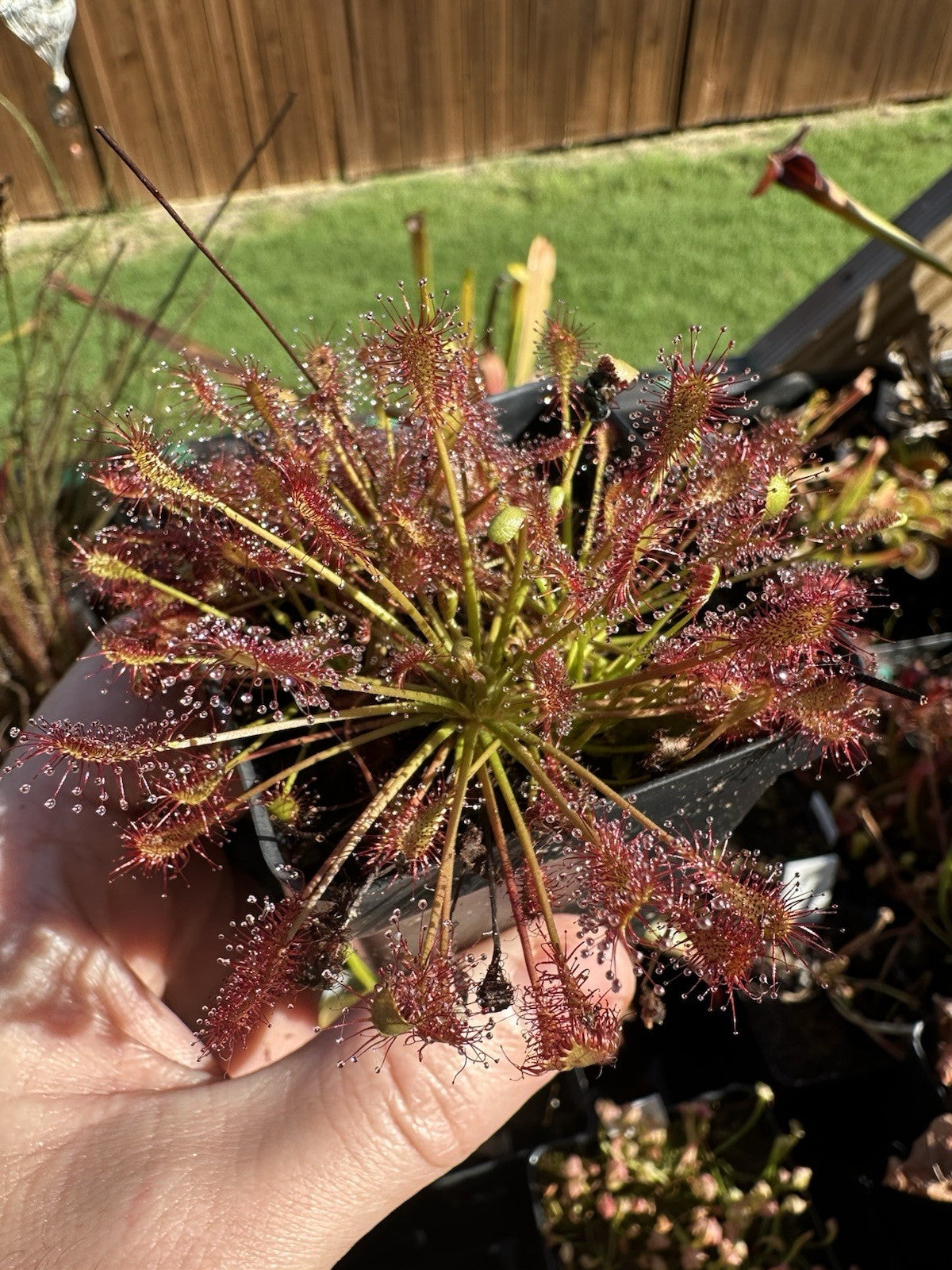 Temperate Drosera – Crabcore's Carnivores