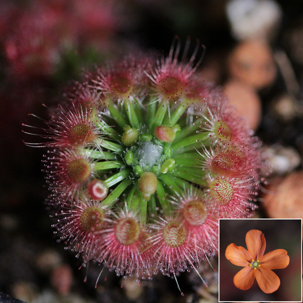 Drosera leucoblasta (Brookton, WA, AUS) gemmae