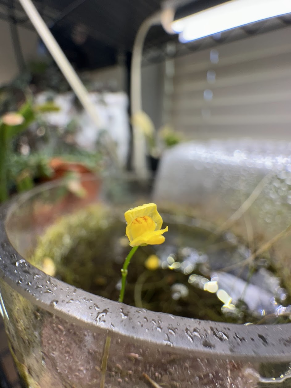 Utricularia gibba (Anderson Co., TX, USA)