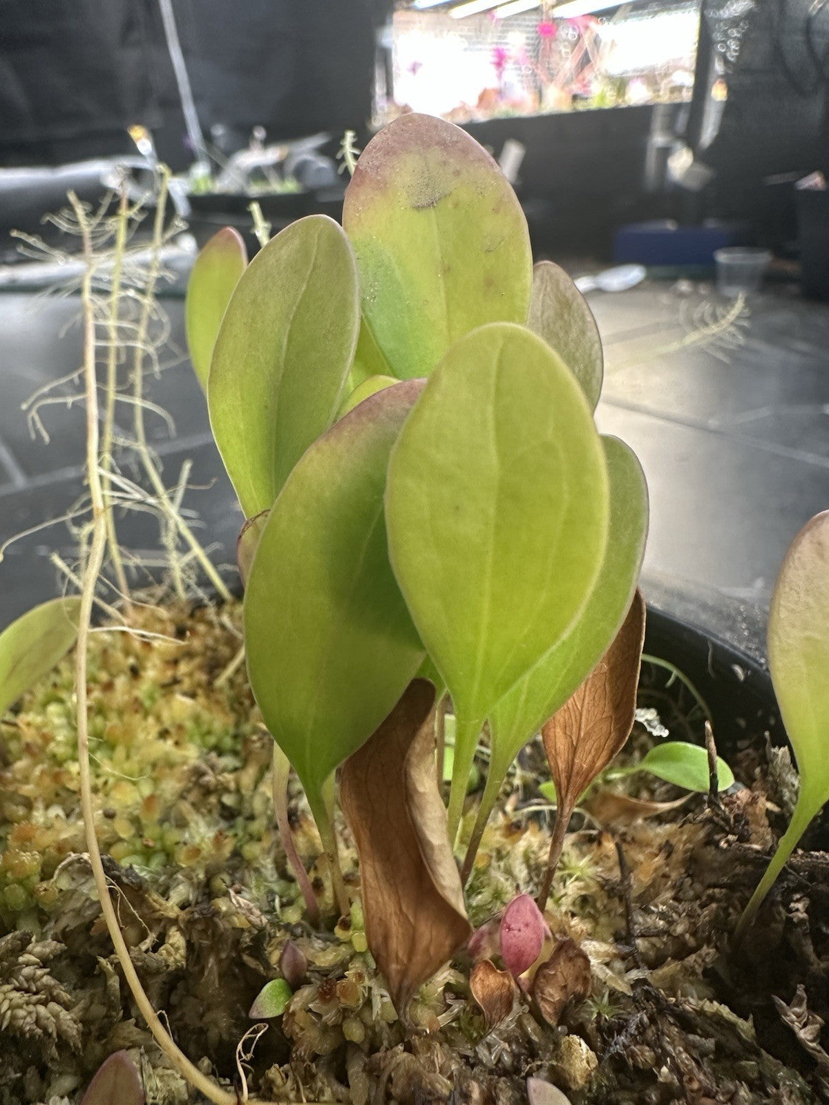 Utricularia humboldtii x alpina