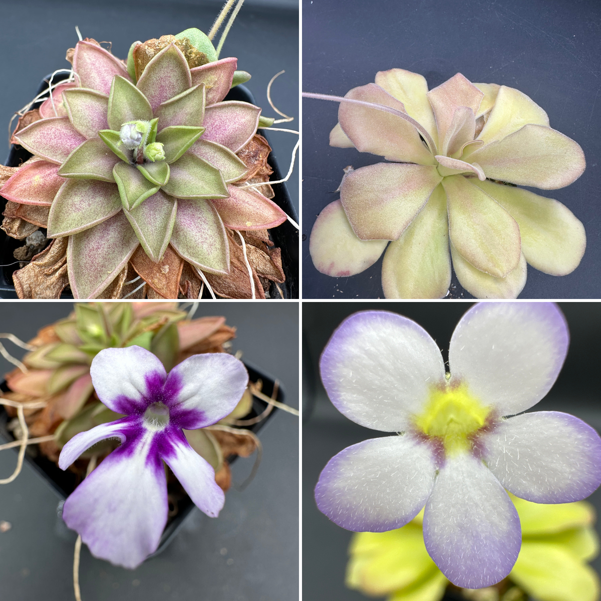 Pinguicula moranensis "ANPA C" x agnata "El Lobo" seeds