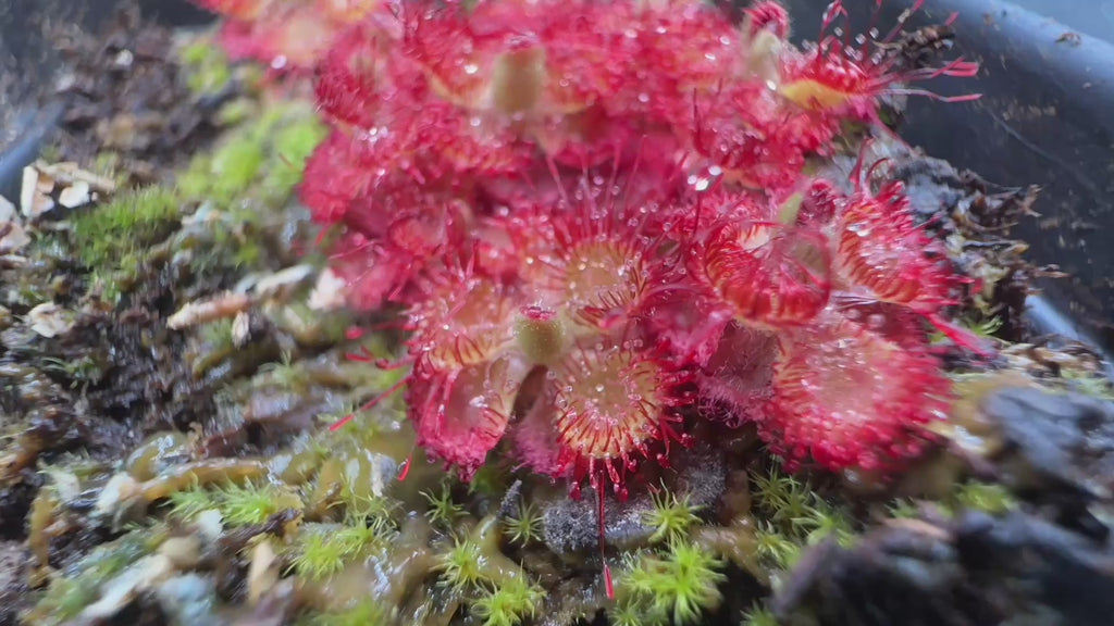 Drosera burmannii (Beerwah, QLD, AUS)