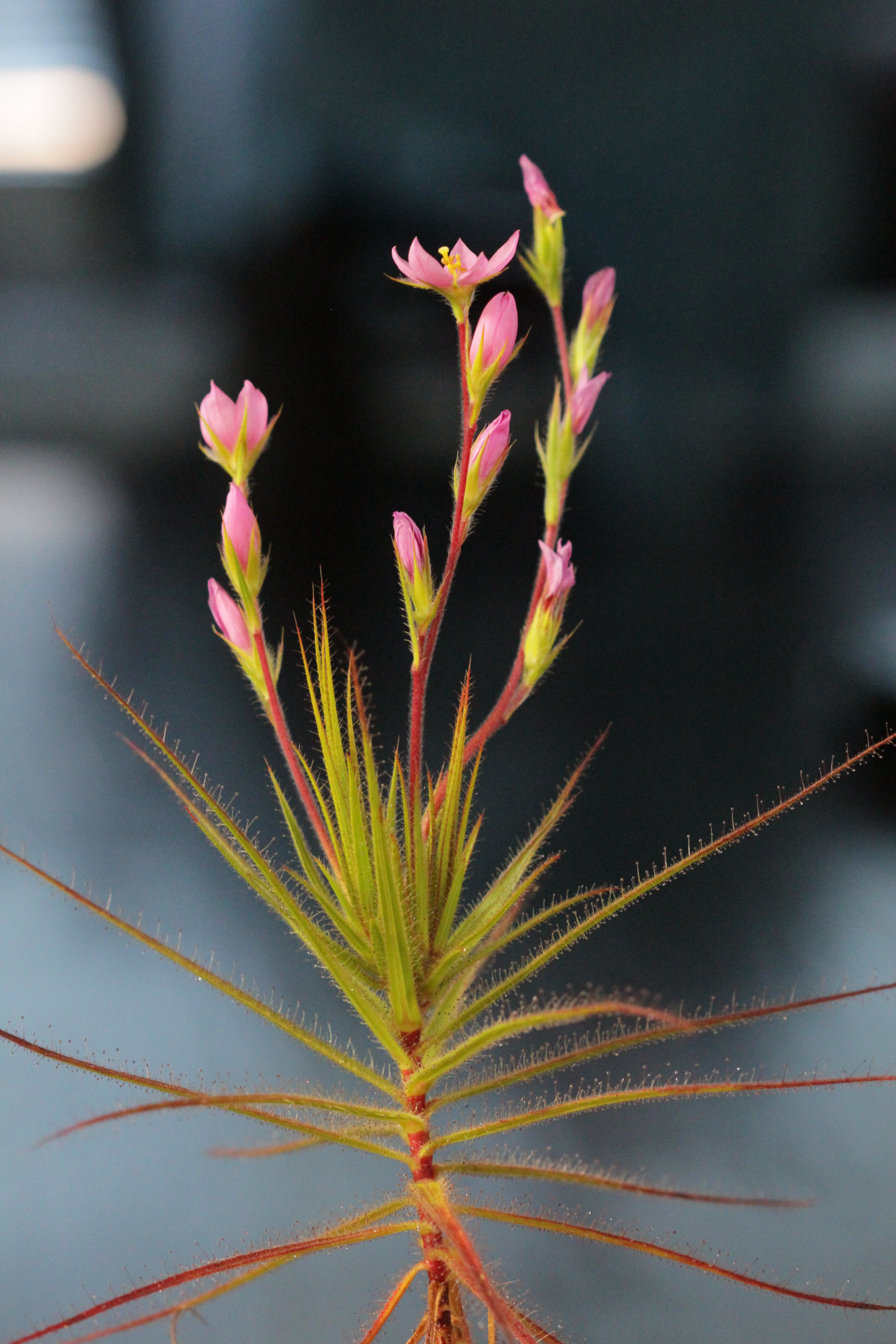 Roridula gorgonias seeds