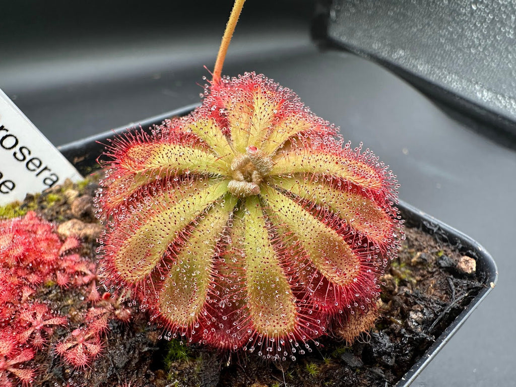 Drosera aliciae