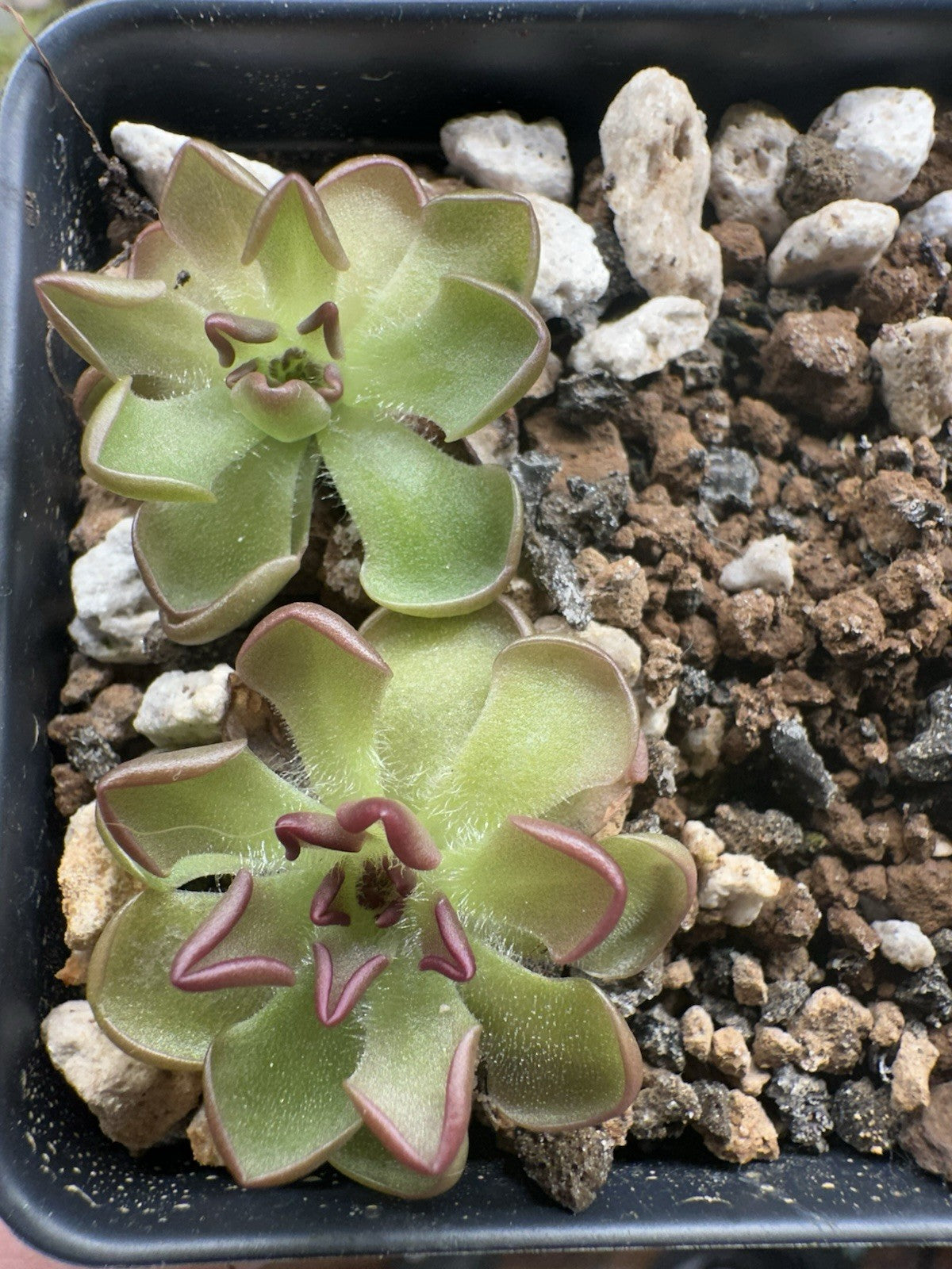 Pinguicula gracilis