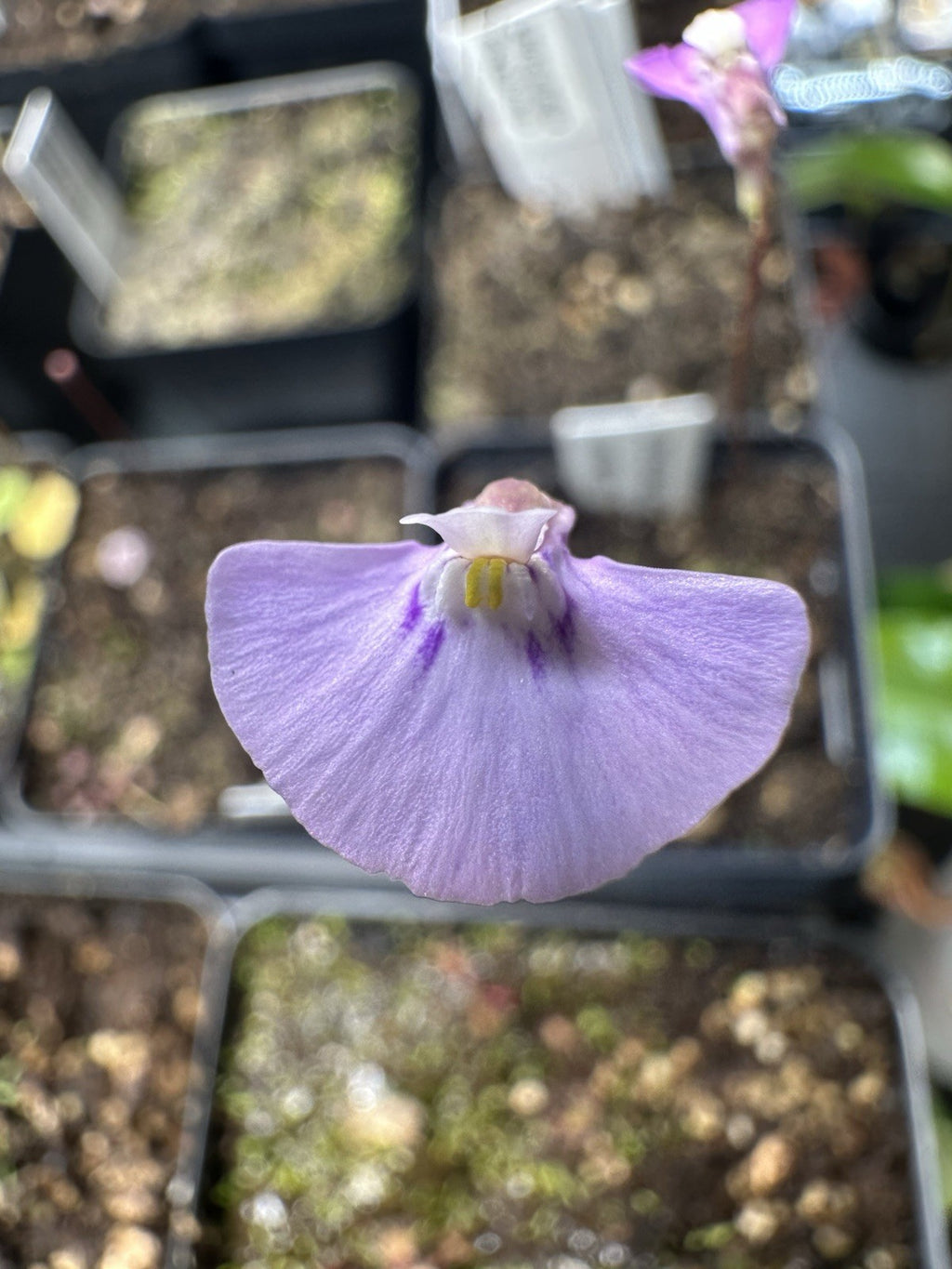 Utricularia uniflora seeds