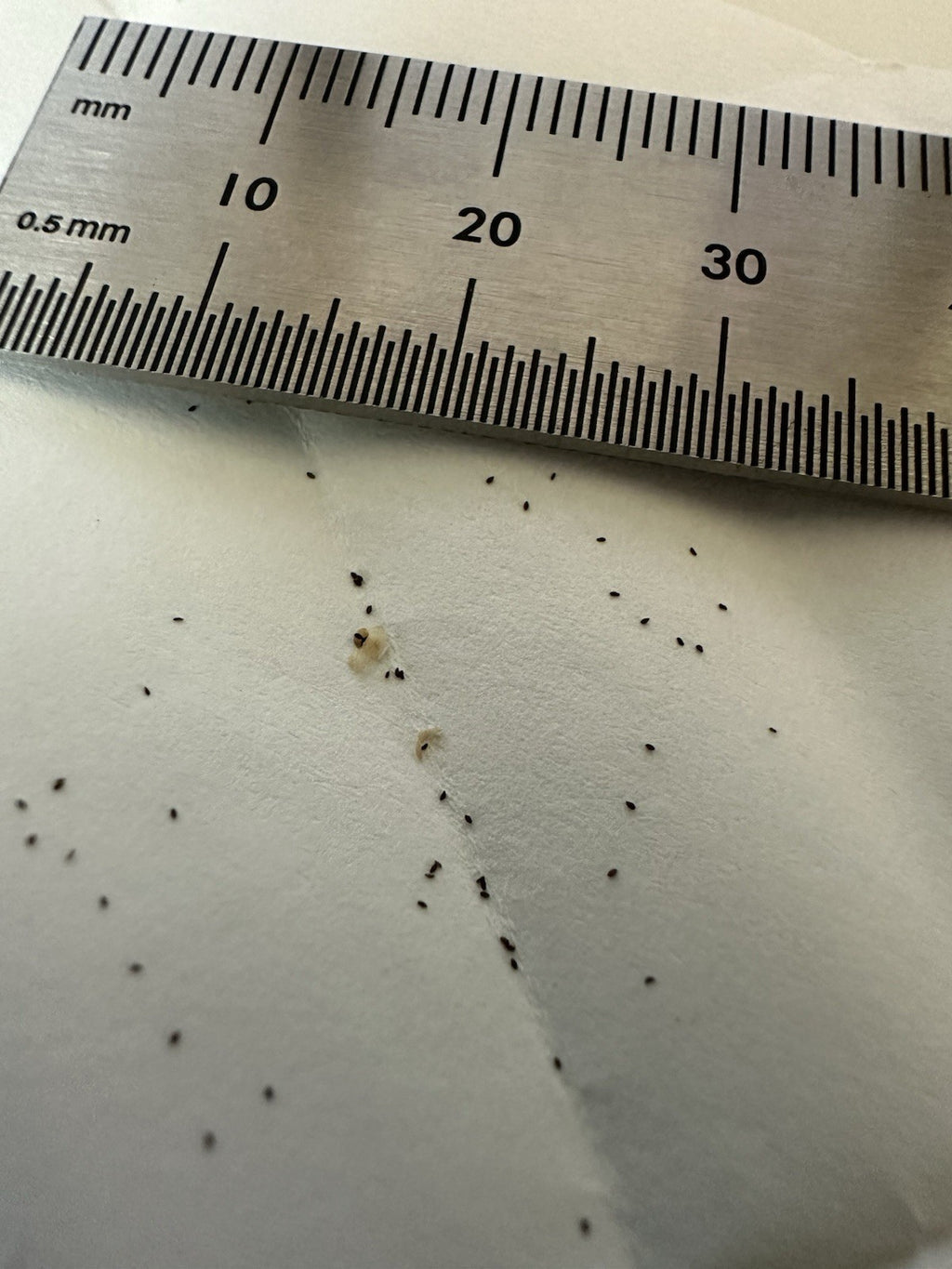 Utricularia uniflora seeds