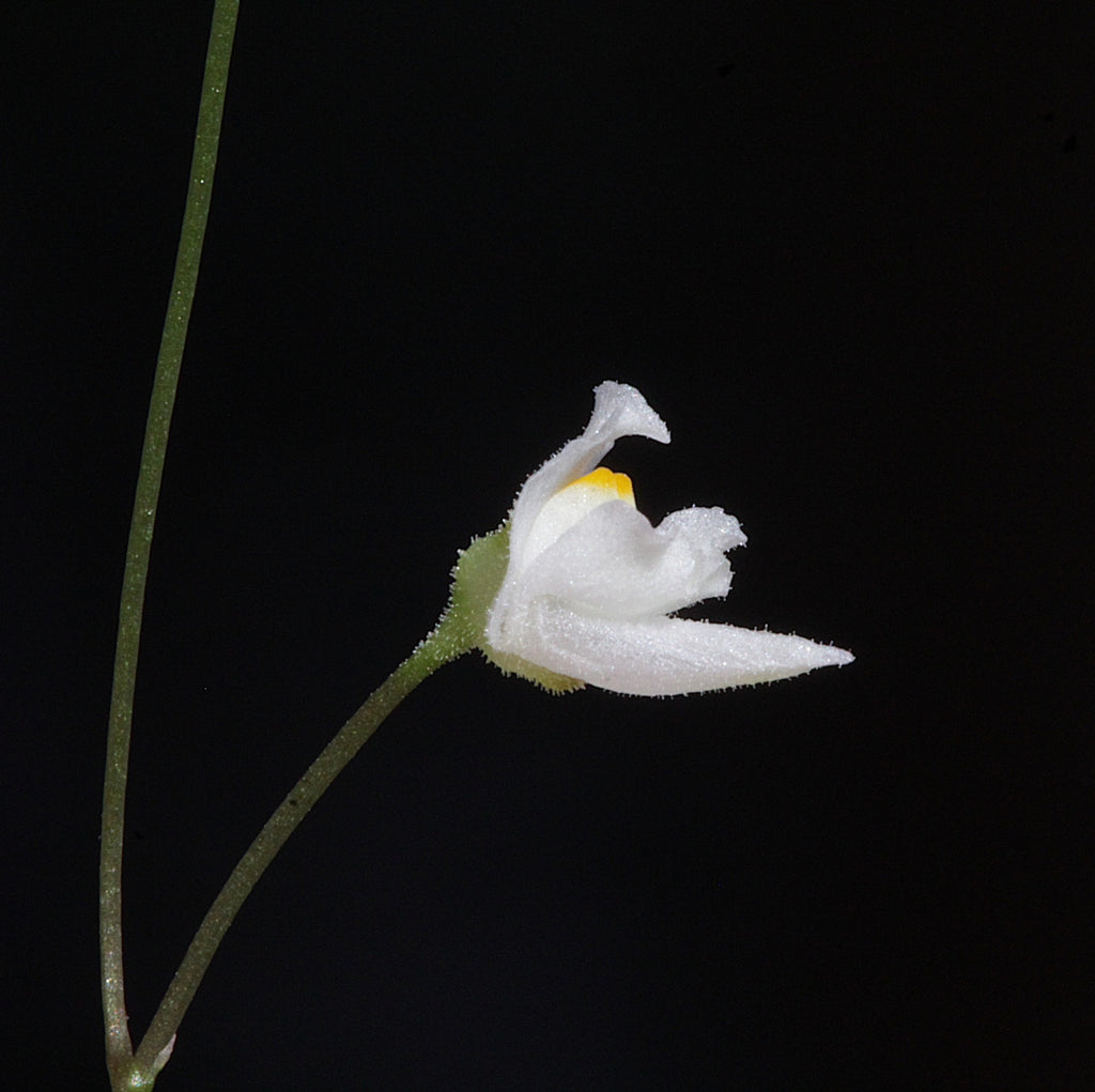 Utricularia hirtella "white flower"