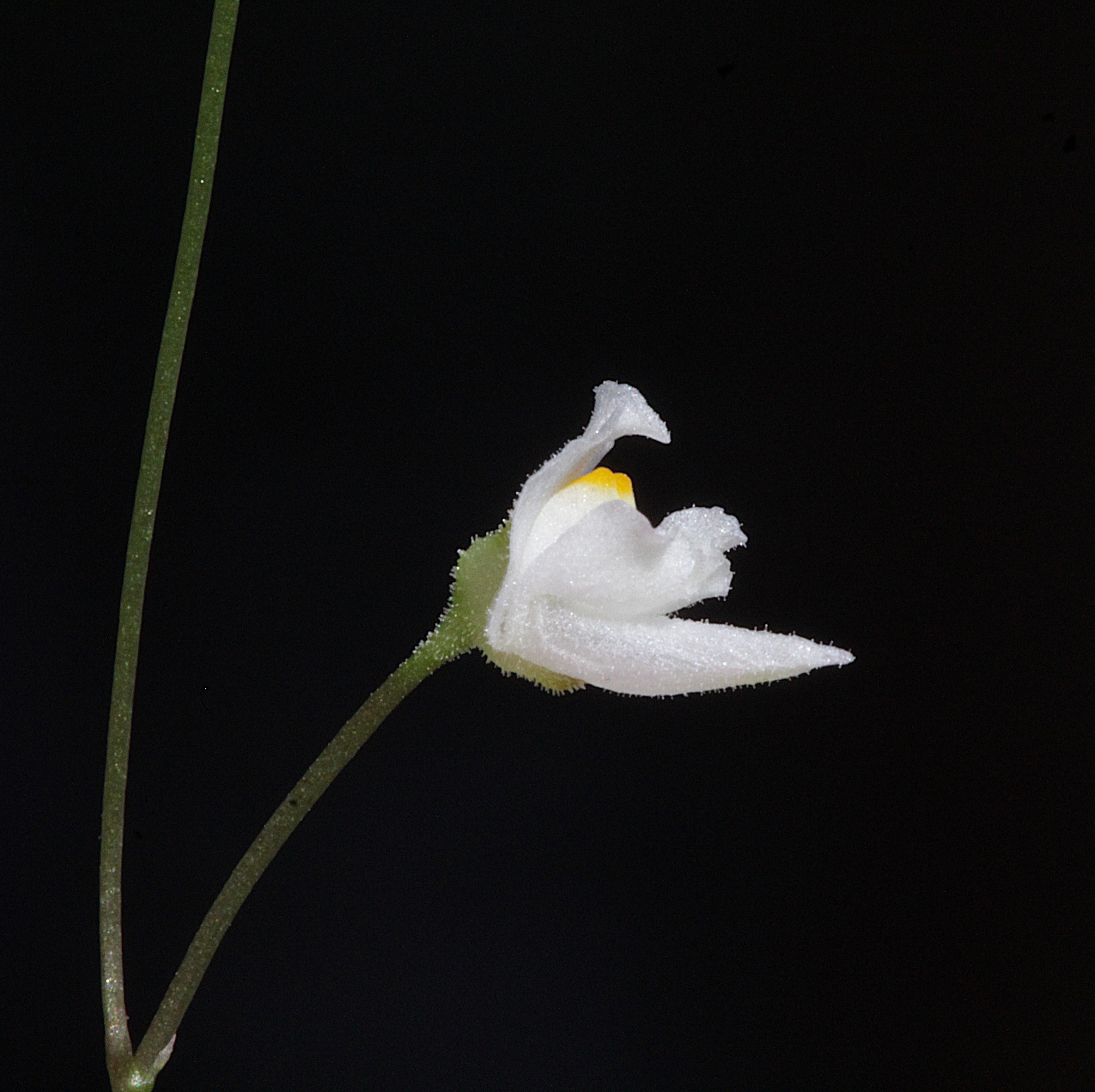 Utricularia hirtella "white flower"