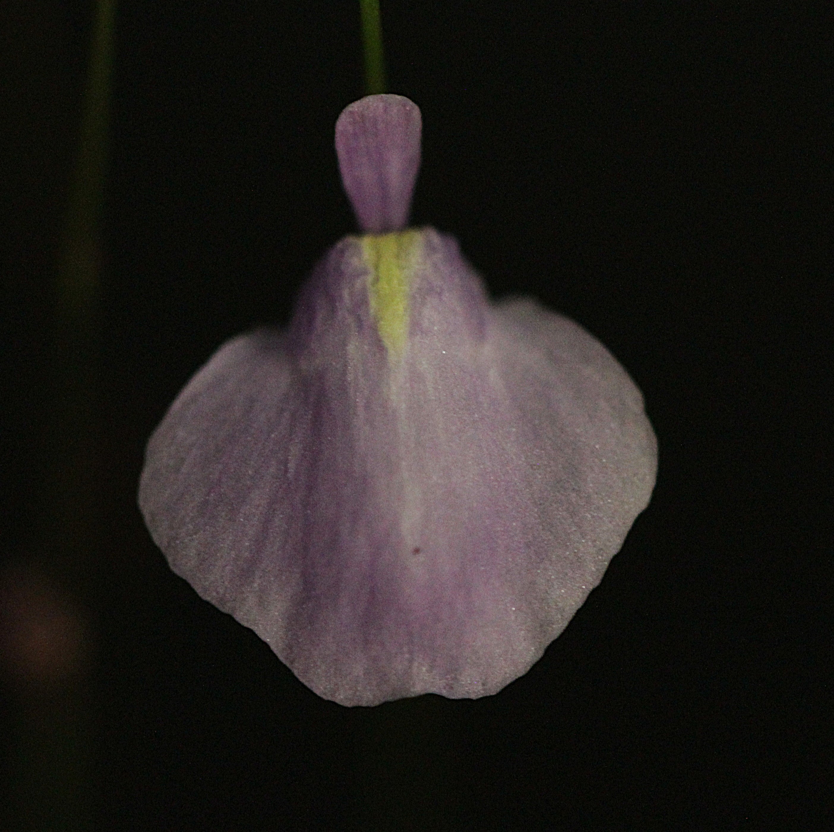 Utricularia lateriflora