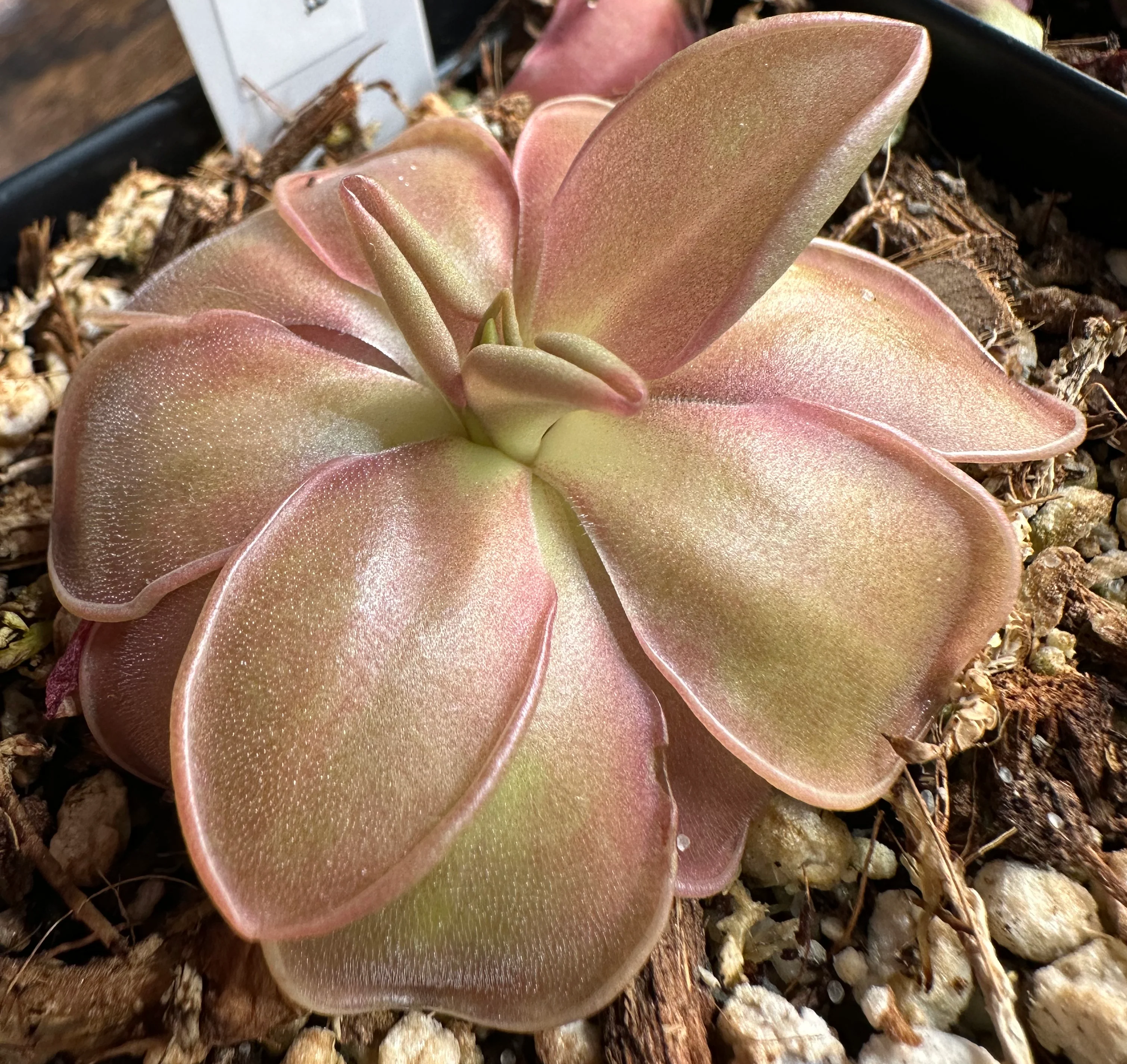 Pinguicula 'Weser'
